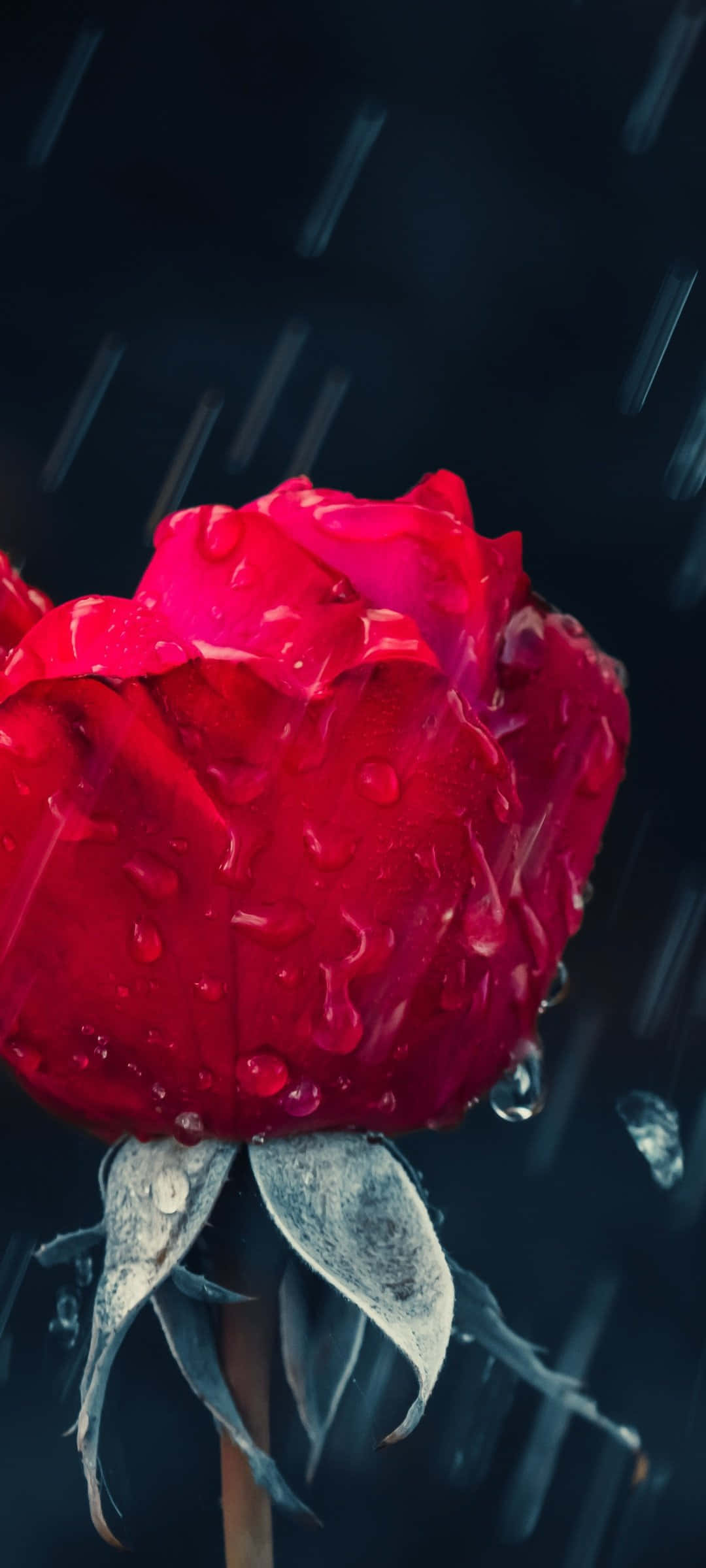 rose, rain, vivid red, Full HD Phone Wallpaper