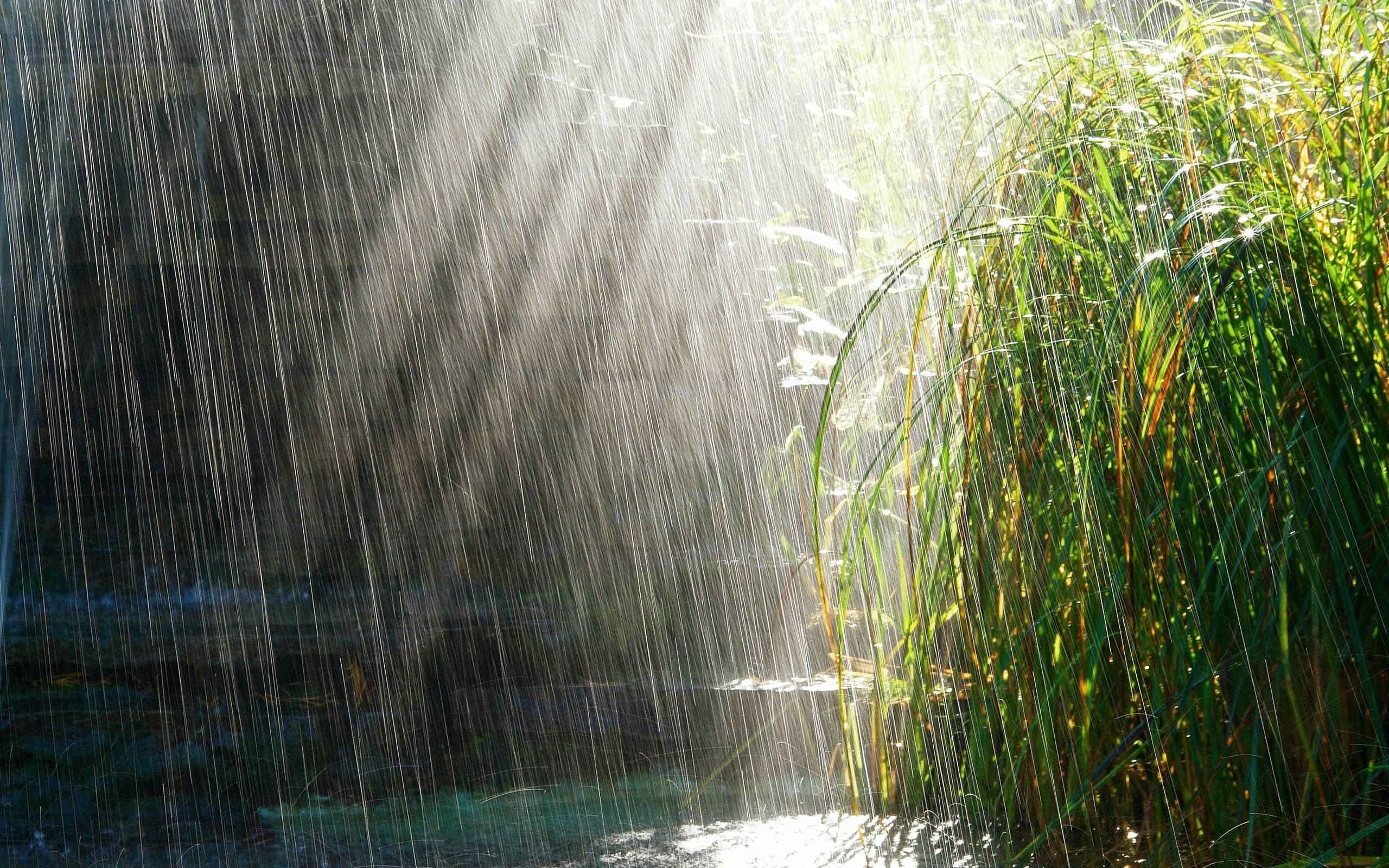 tall green reeds, falling raindrops, sunlight, 2K Desktop Wallpaper