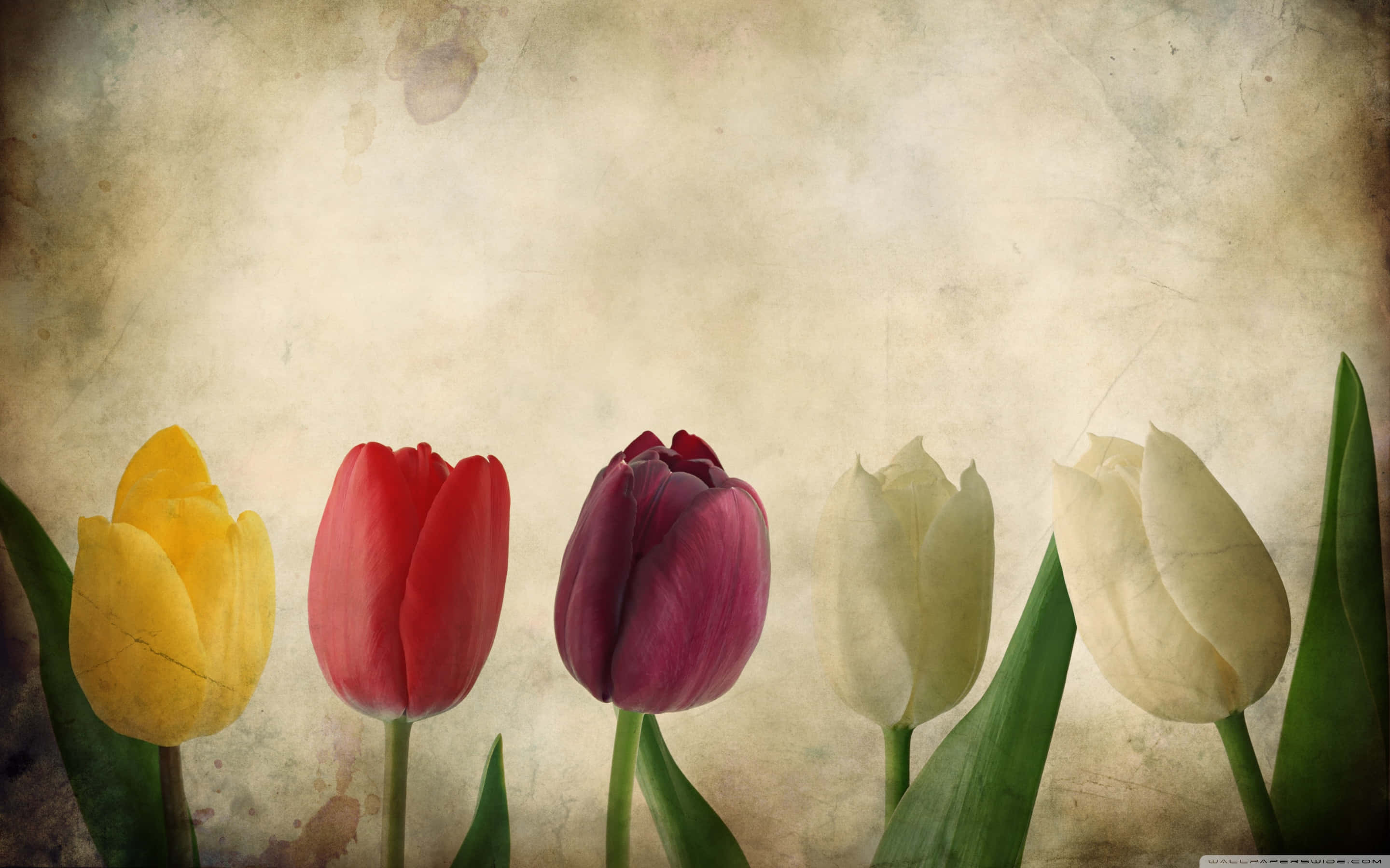 cute vintage, yellow, red, 2K Desktop Wallpaper