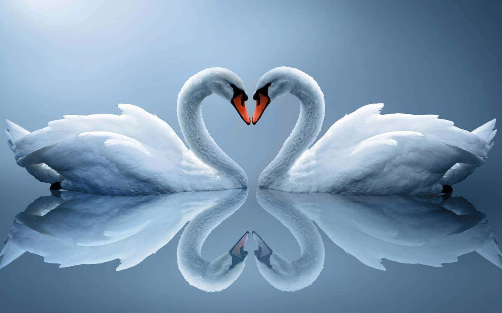 white swans, heart shape, calm water, HD Desktop Wallpaper