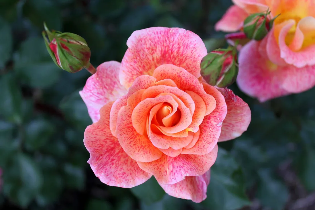 Beautiful Rose HD