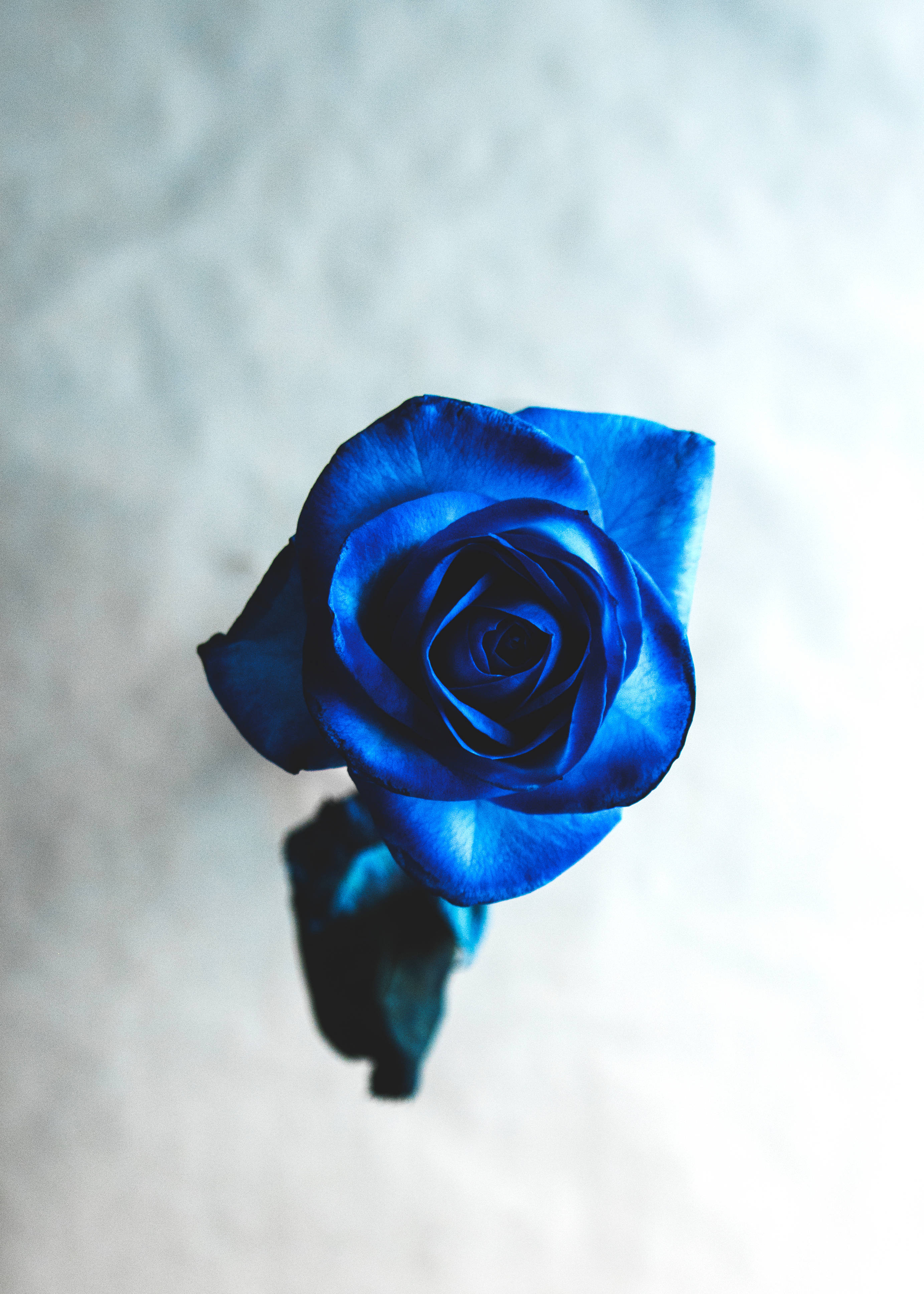 Beautiful Rose HD, vivid blue rose, intricate petals, 4K Phone Wallpaper