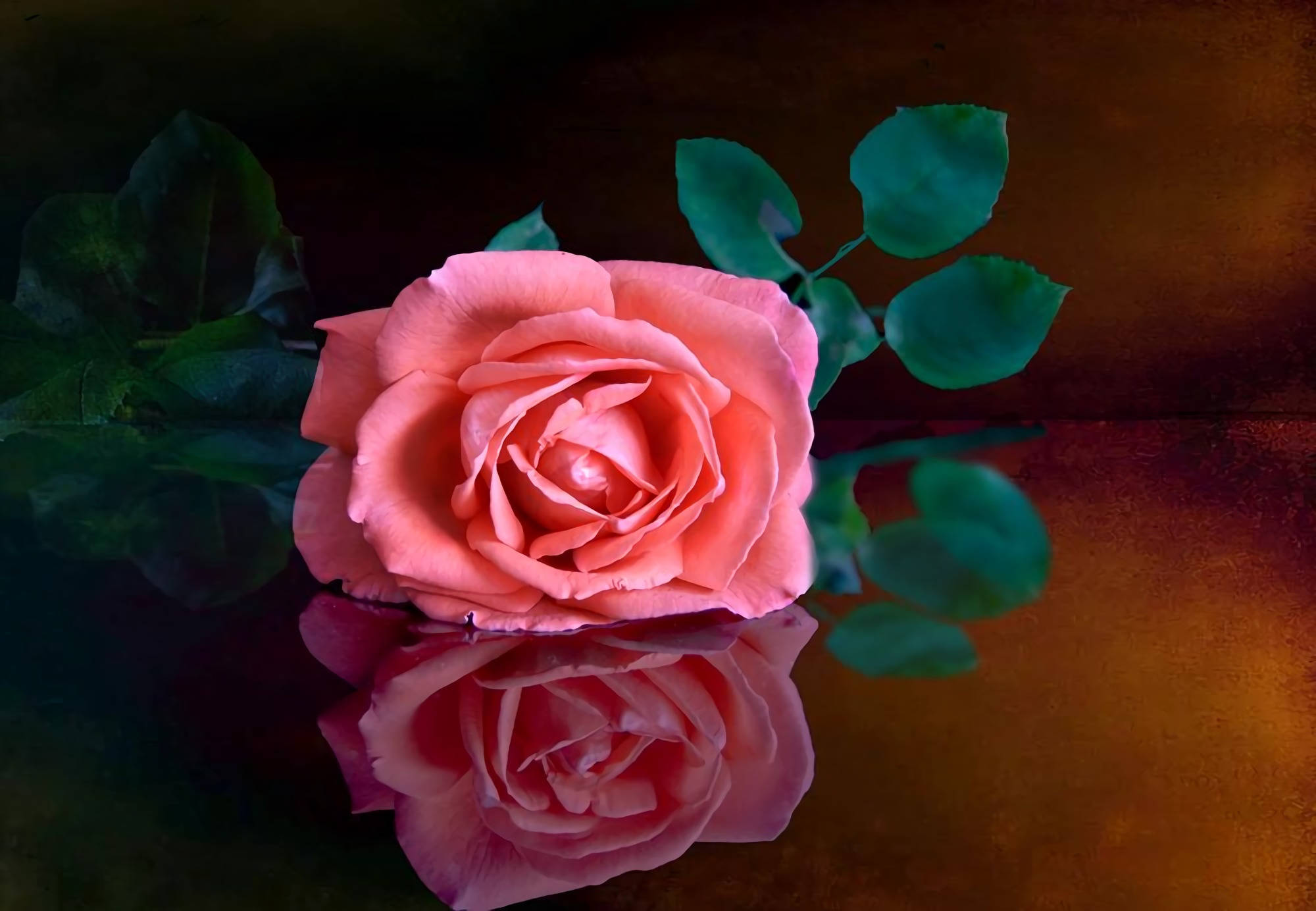 Beautiful Rose HD, pink rose, lush green leaves, Full HD Desktop Wallpaper