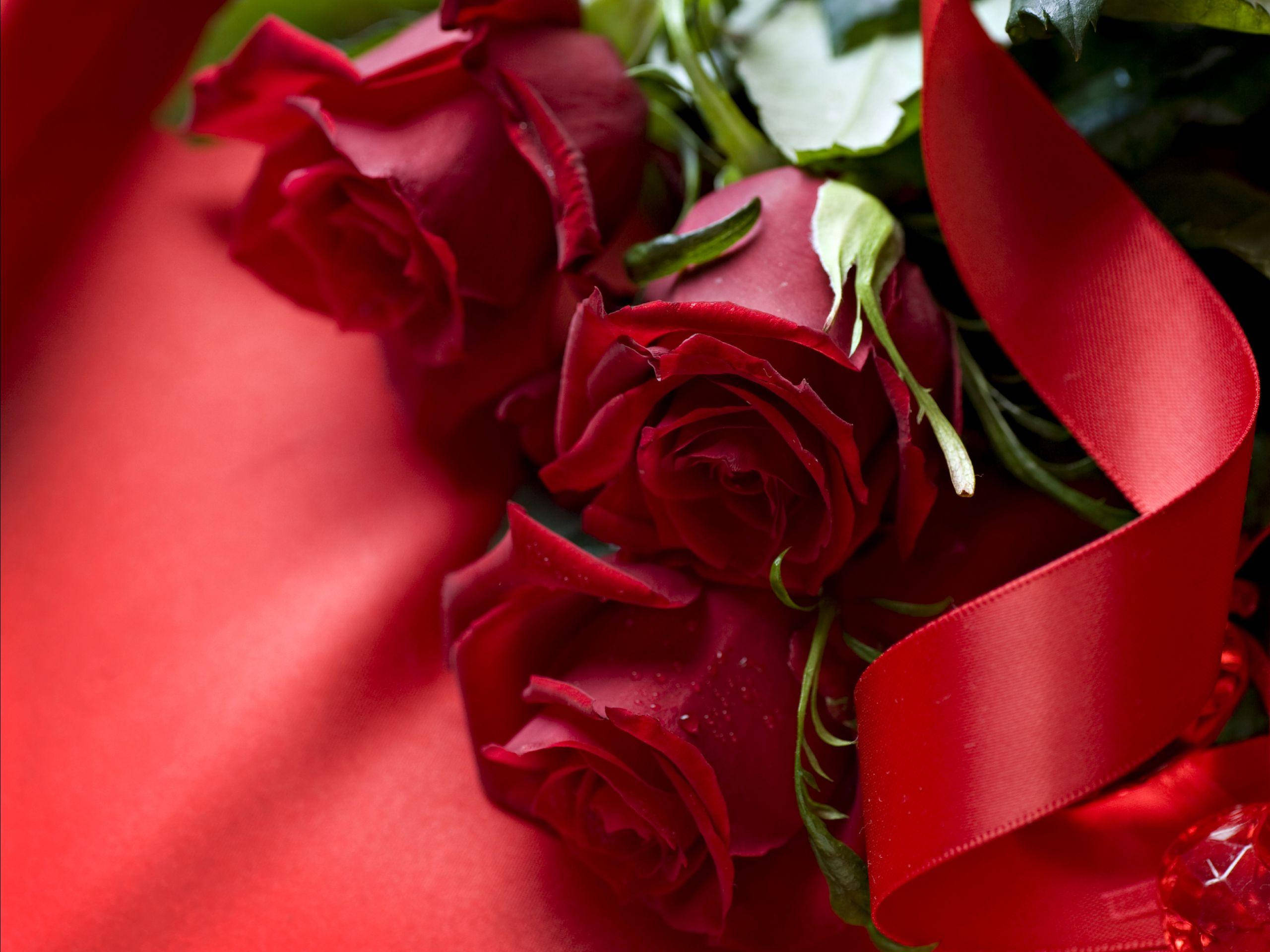 Three Beautiful Rose HD, velvety red roses, matching ribbon, 2K Desktop Wallpaper