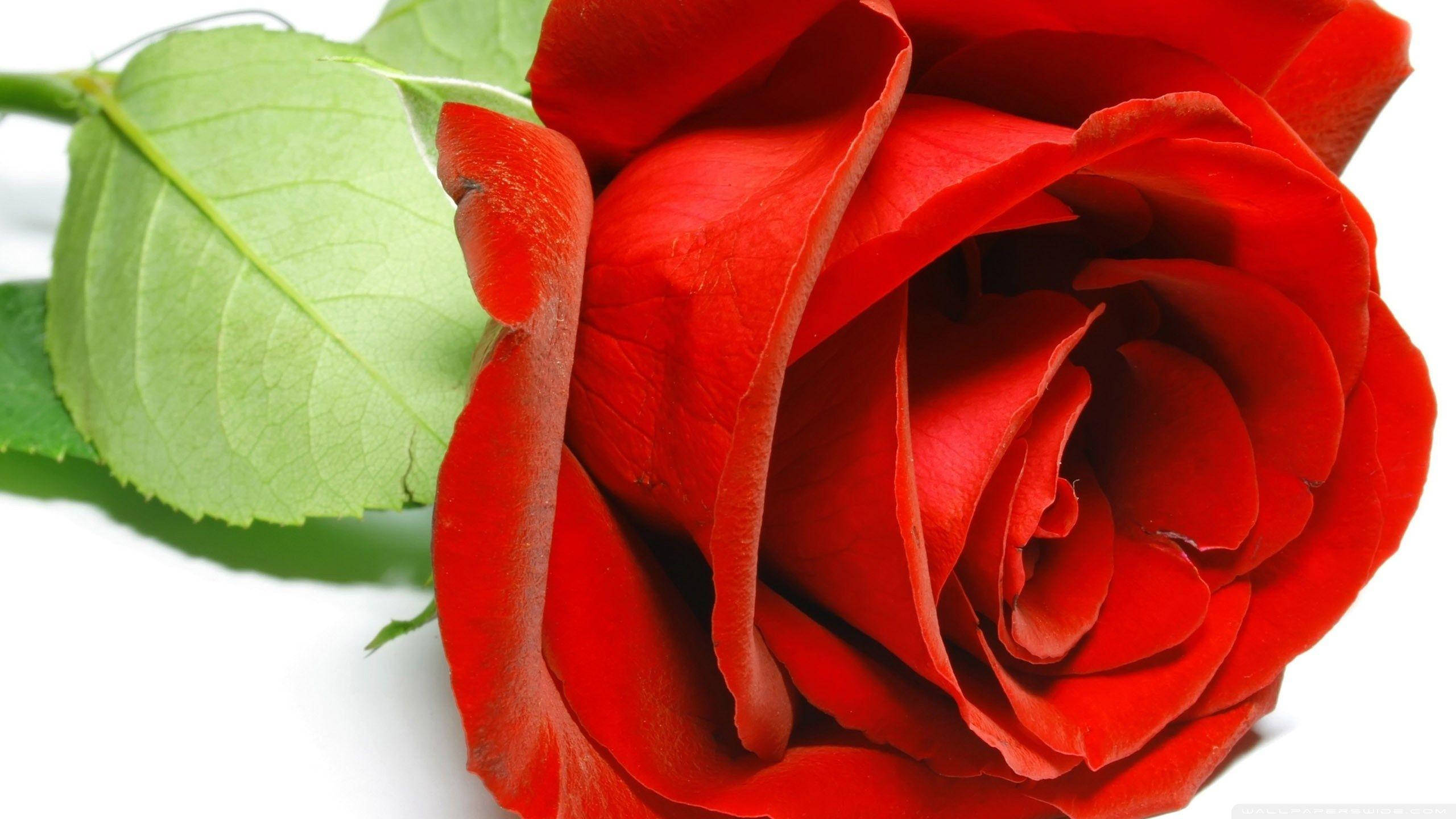 vibrant red rose, lush green leaves, stark white background, 2K Desktop Wallpaper