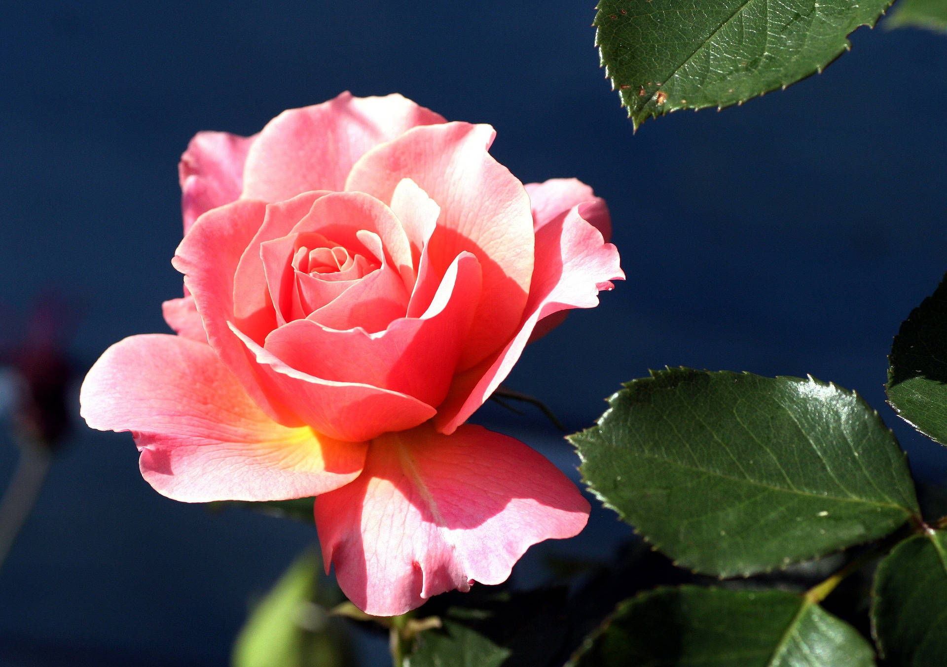 sun kissed pink, beautiful rose hd, vibrant pink rose, Full HD Desktop Wallpaper