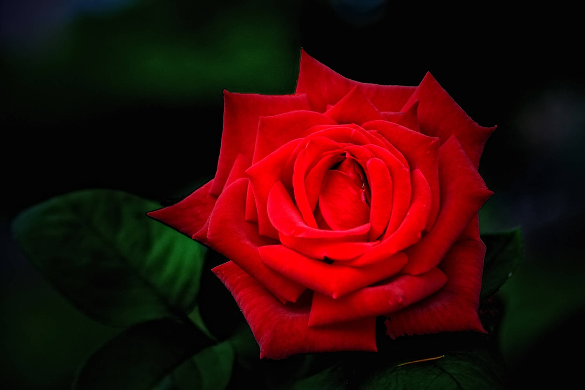 vignette photograph, beautiful rose hd, vivid red rose, Full HD Desktop Wallpaper