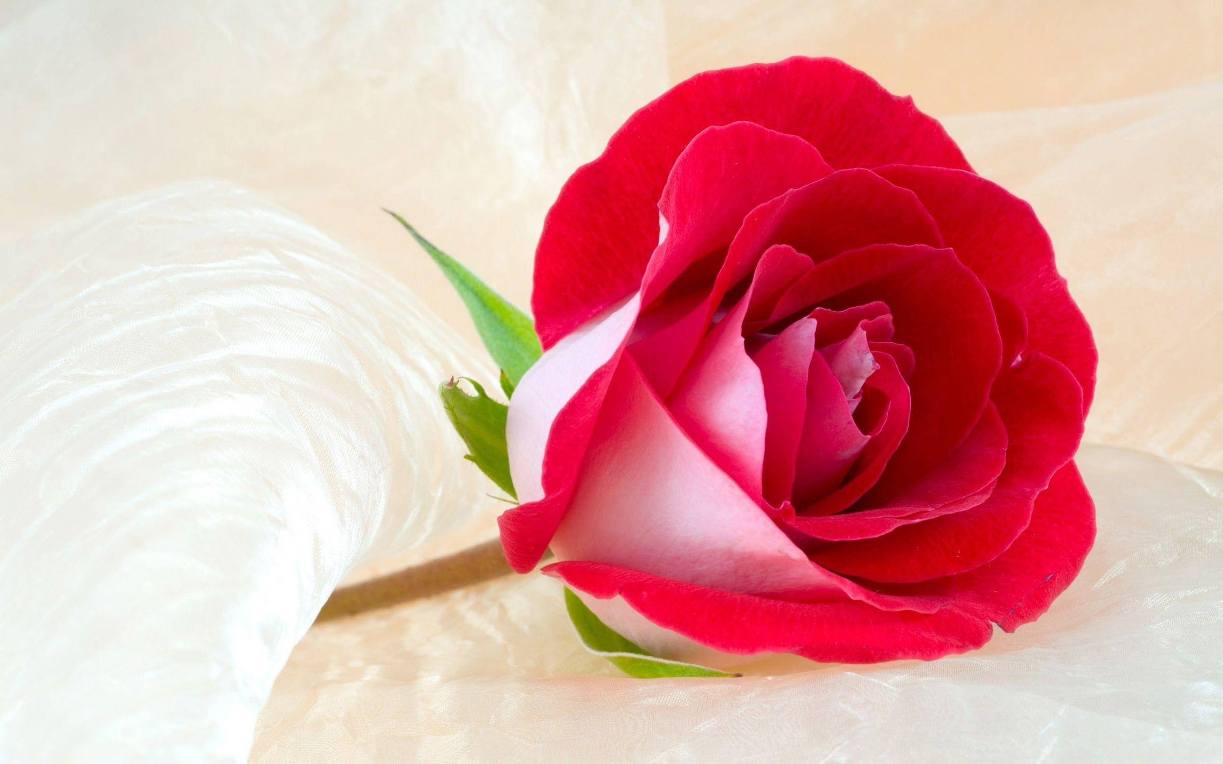 Beautiful Rose HD, vibrant red rose, white base petals, Full HD Desktop Wallpaper