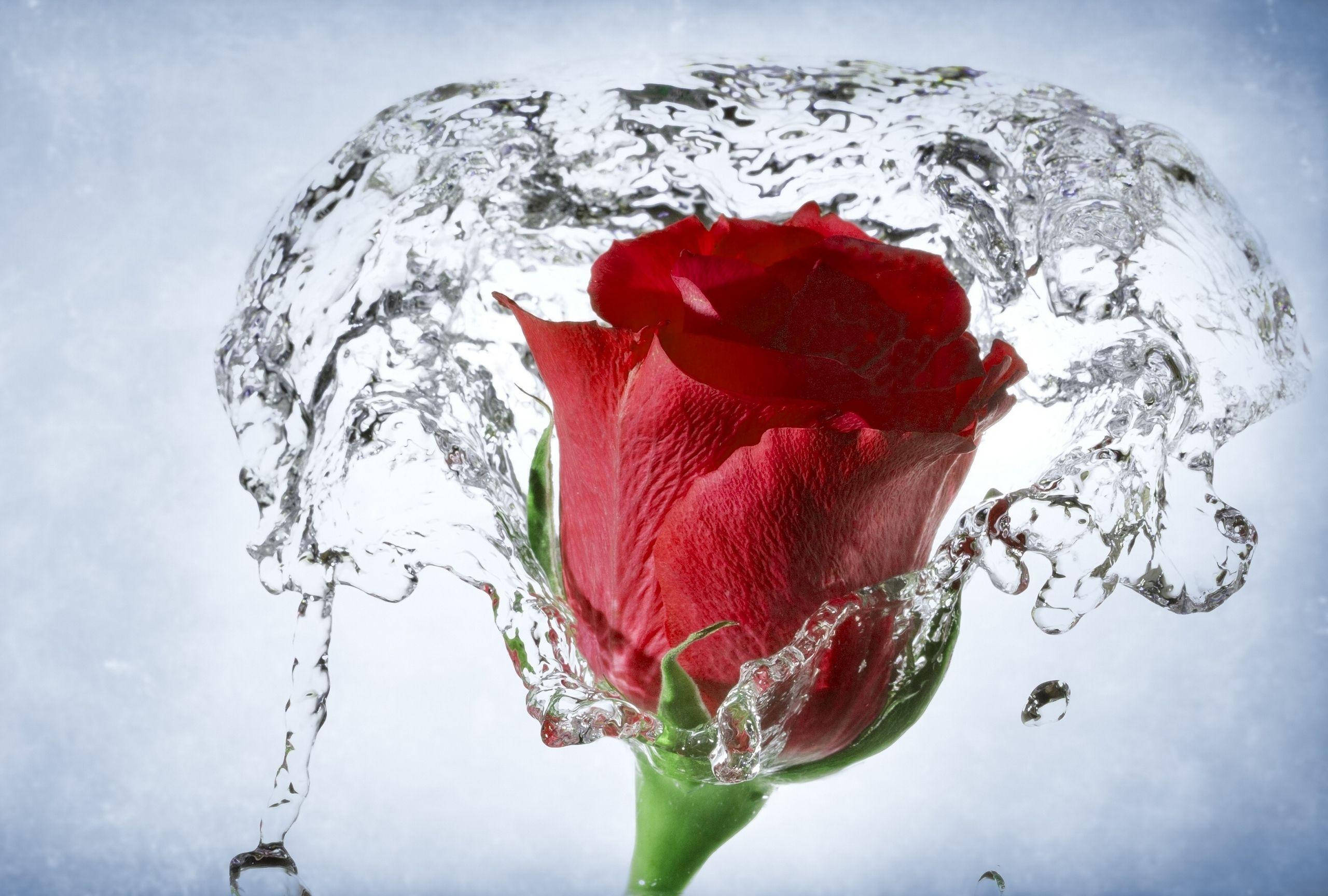 beautiful rose hd, vibrant red rose, clear water, 2K Desktop Wallpaper