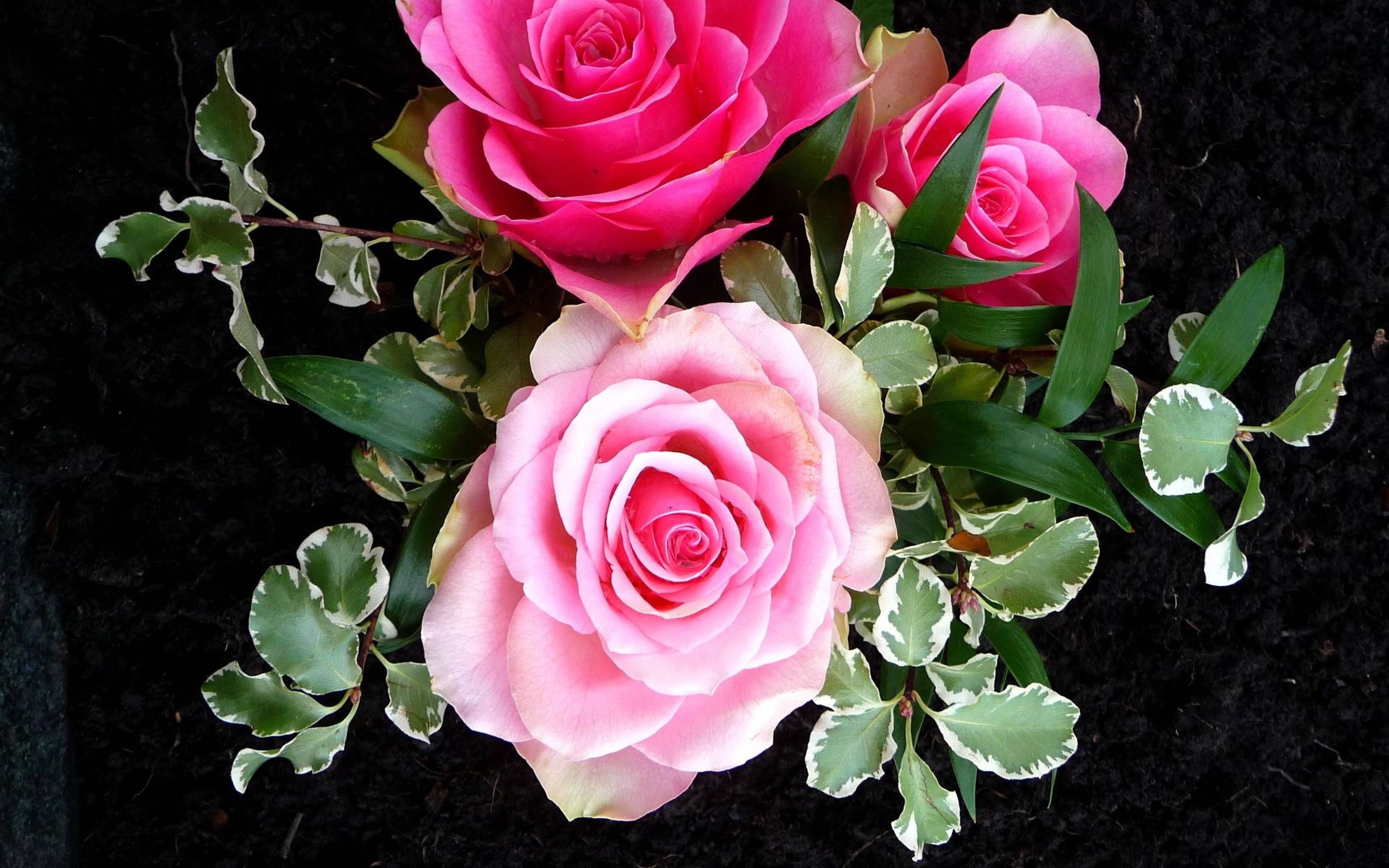 Beautiful Rose HD, pink shades, vibrant pink roses, 4K Desktop Wallpaper