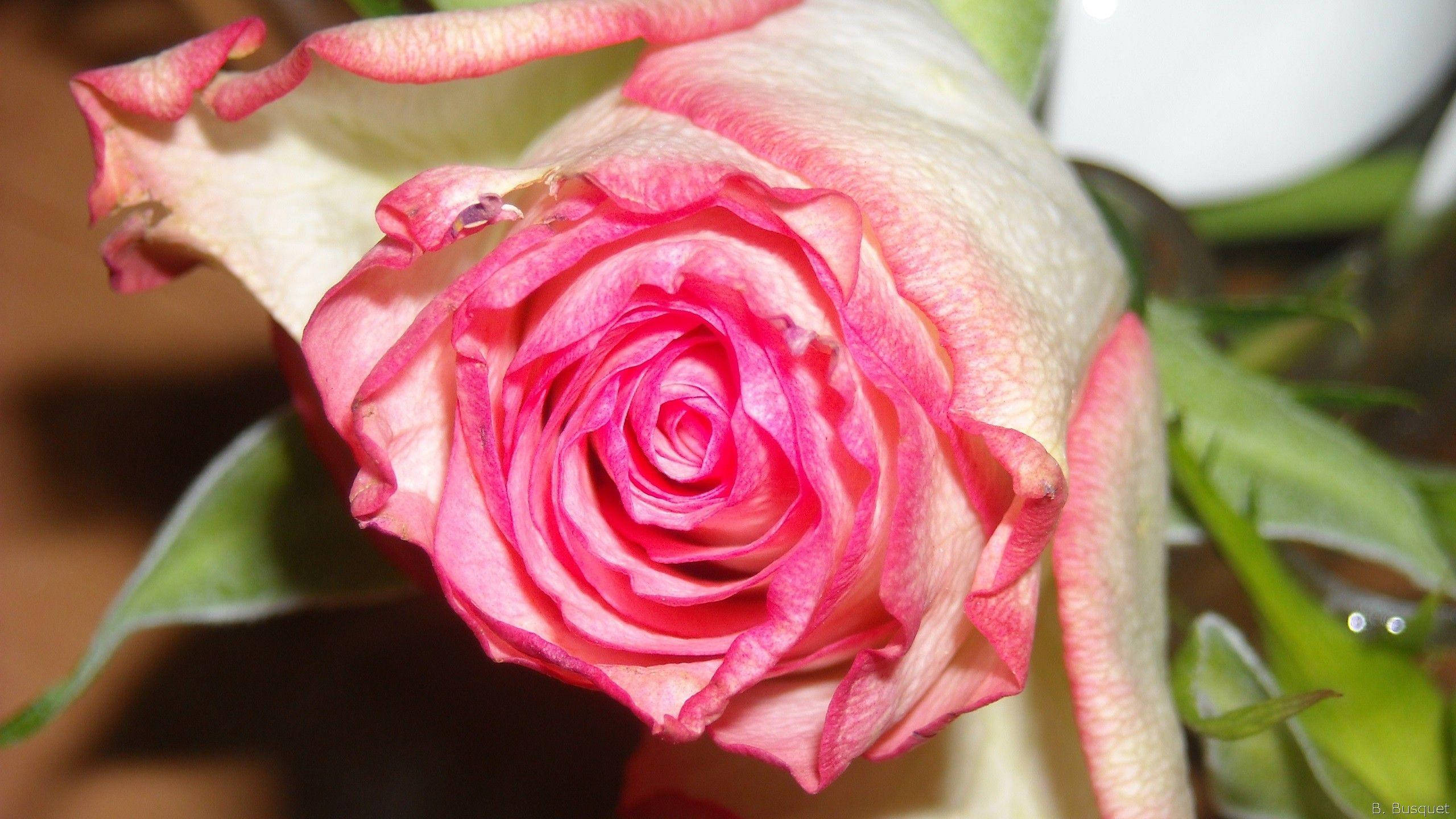 gradient pink, pink rose, fading petals, 2K Desktop Wallpaper
