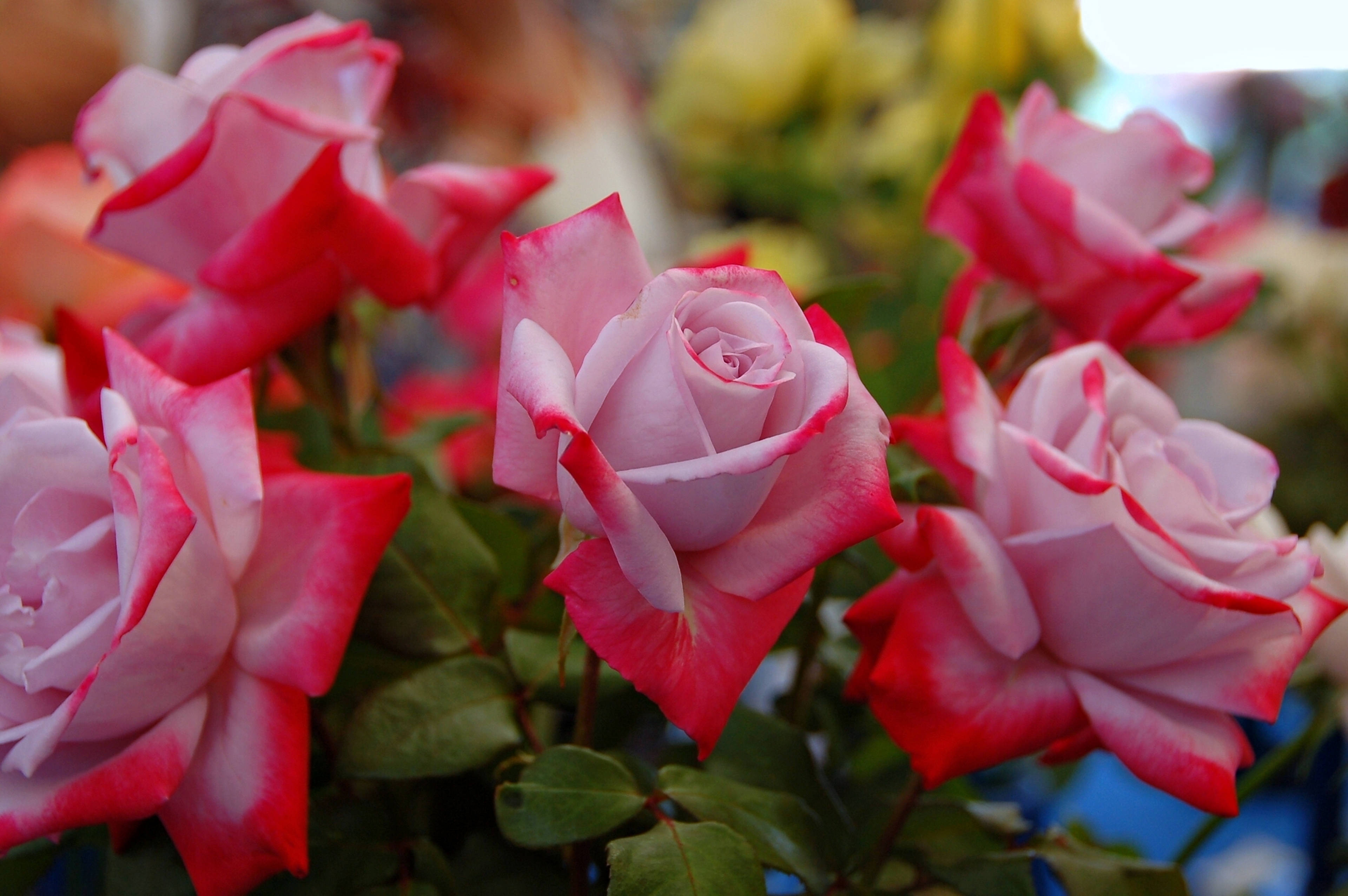 Beautiful Rose HD, pink roses, vibrant red edges, 4K Desktop Wallpaper
