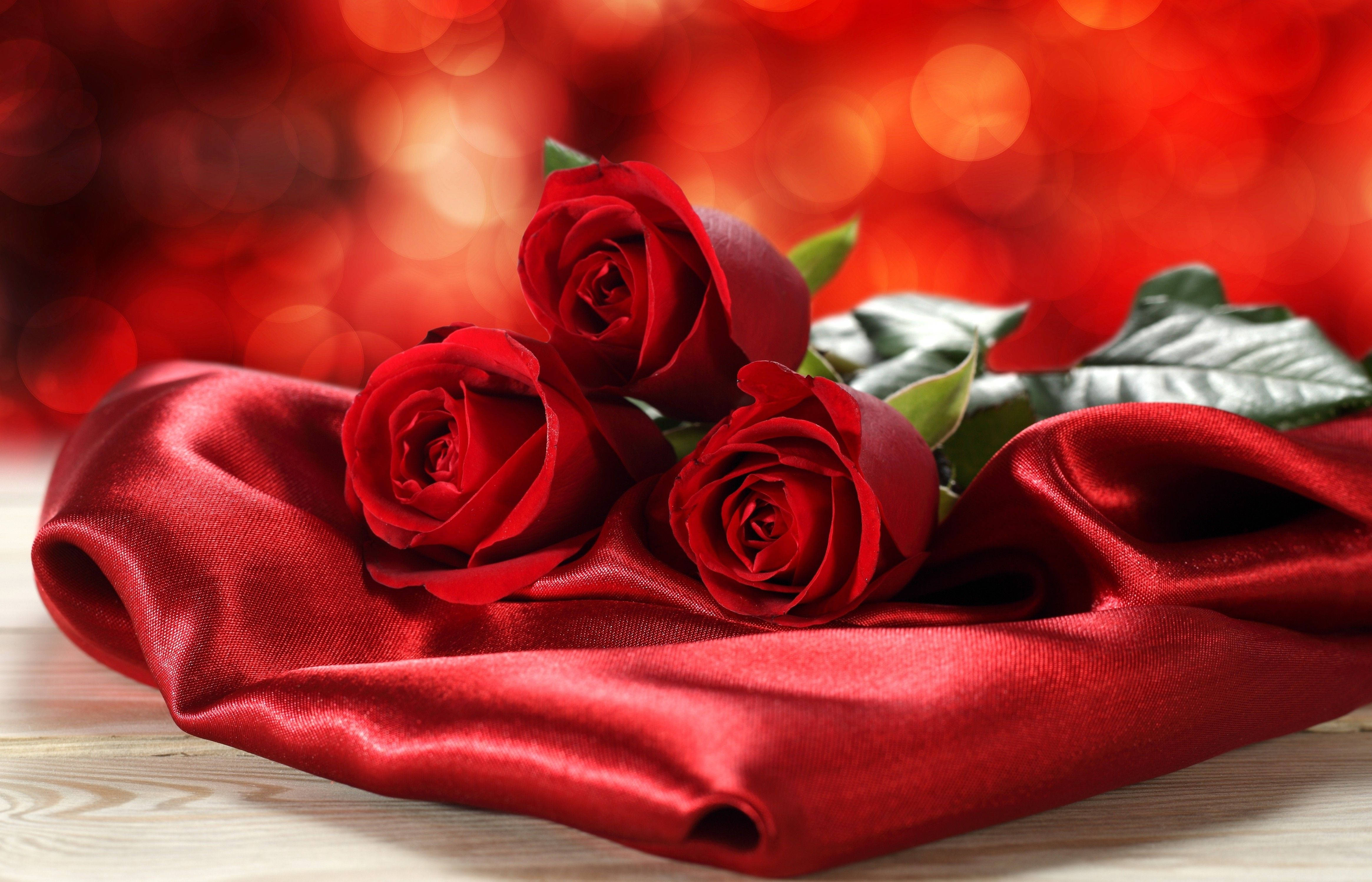 red beautiful rose hd, silk, deep red roses, 4K Desktop Wallpaper