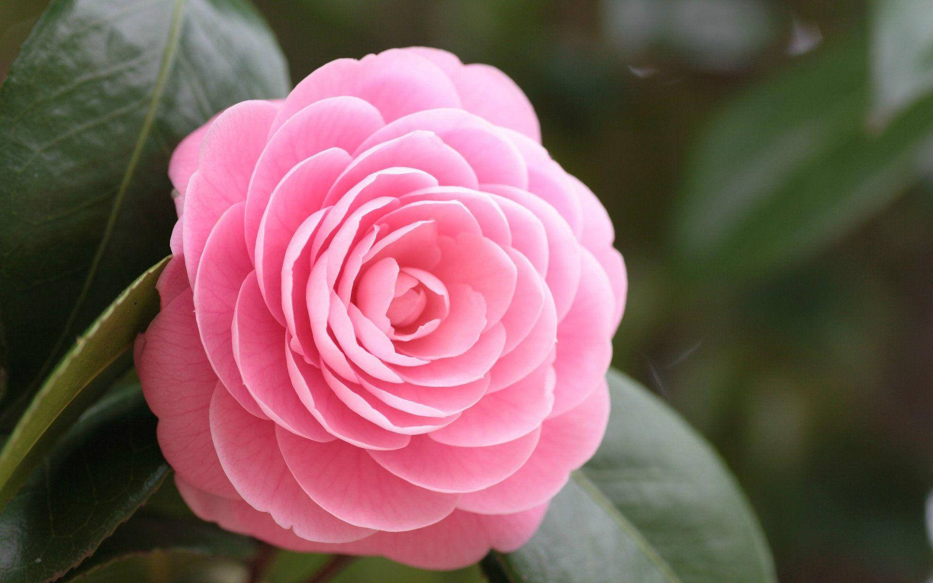 pink camellia flower, layered petals, lush green leaves, Full HD Desktop Wallpaper