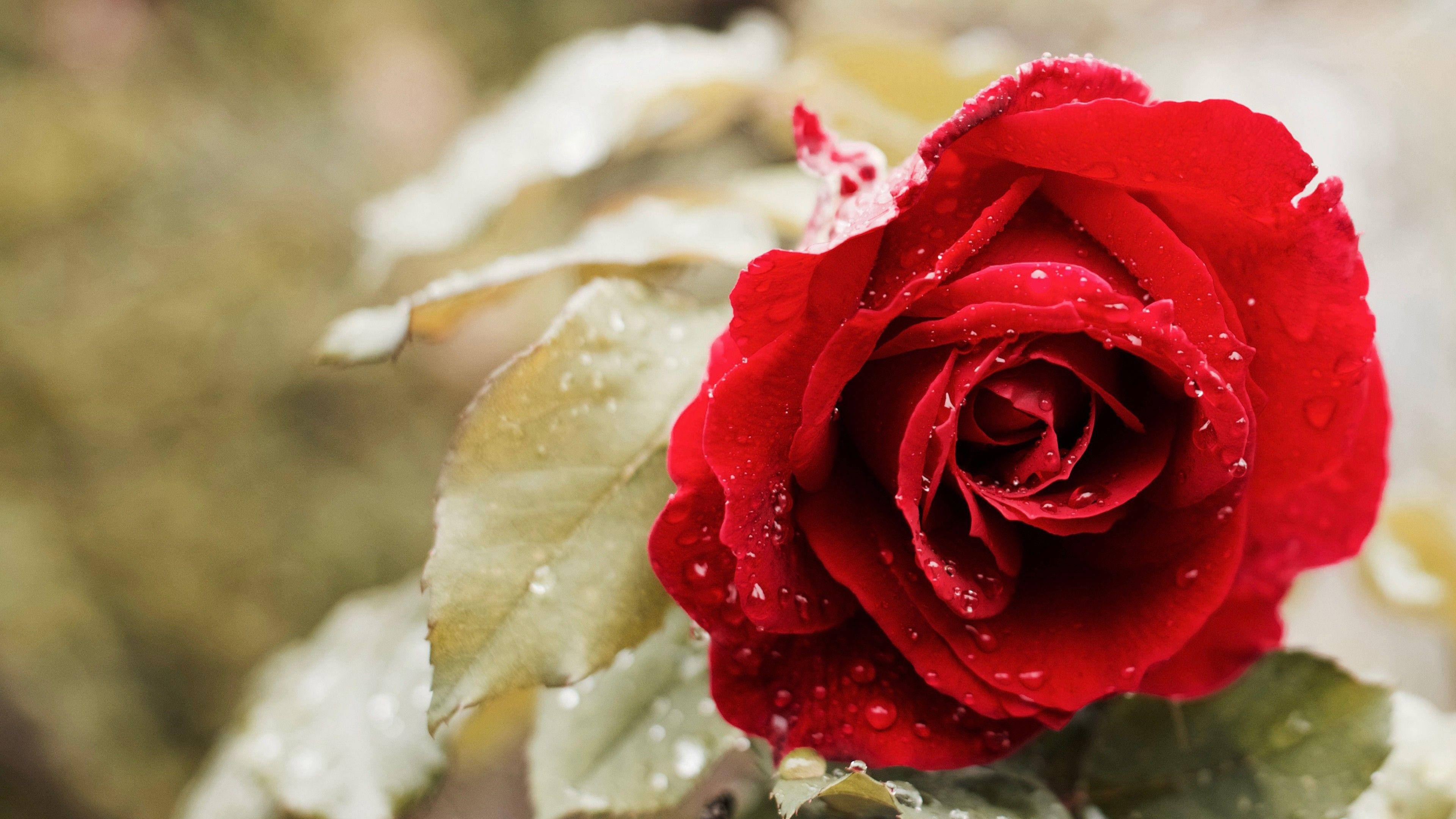 Beautiful Rose HD, morning dew, vivid red rose, 4K Desktop Wallpaper