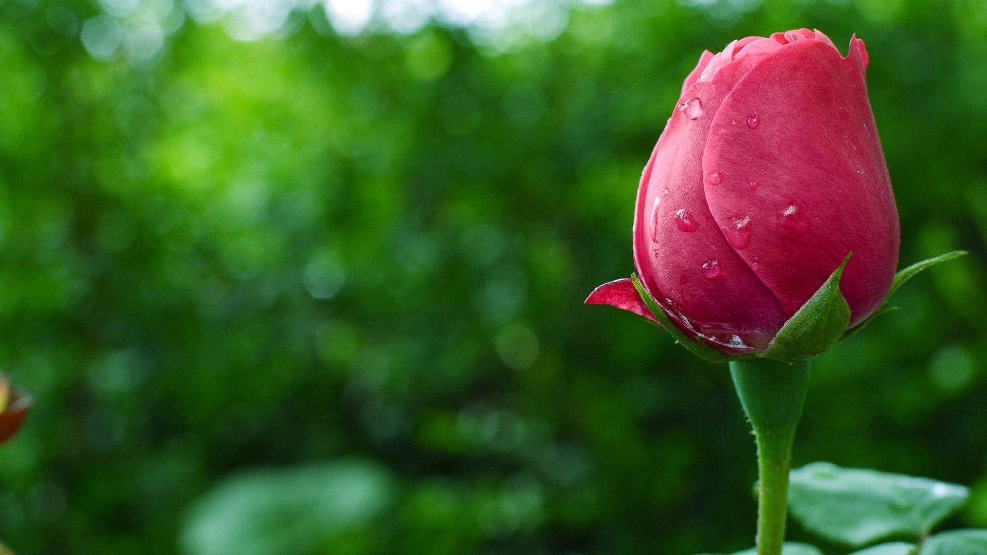 Pinkish Beautiful Rose HD Bud, vibrant pink rosebud, dewdrops, Full HD Desktop Wallpaper