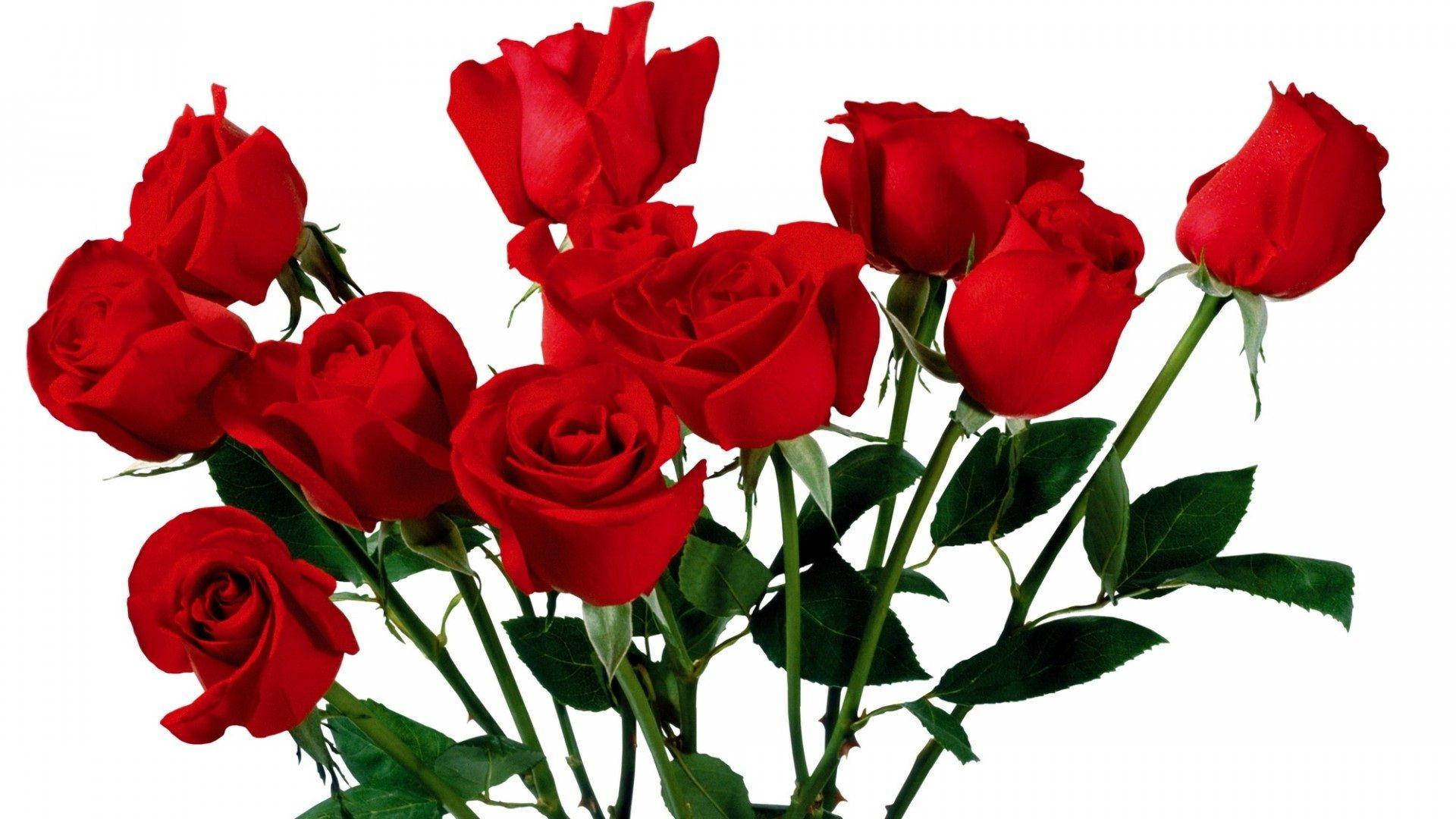 fresh red beautiful rose hd bundle, deep red roses, lush green leaves, Full HD Desktop Wallpaper