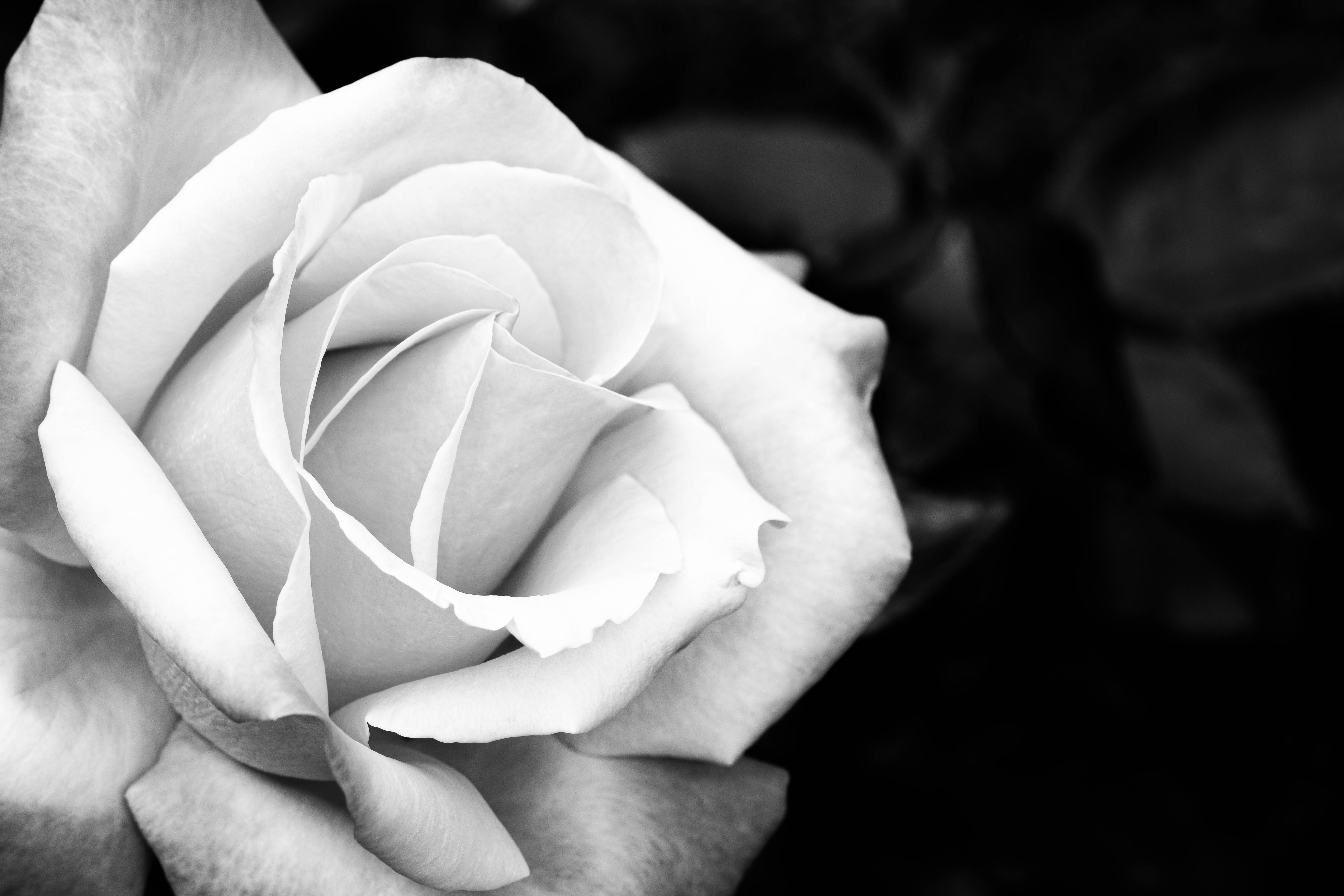 black and white, white rose, delicate petals, 5K Desktop Wallpaper