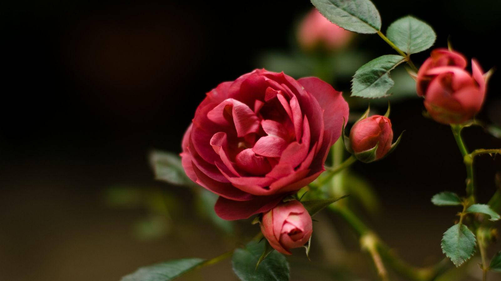 Beautiful Rose HD, deep red rose, full bloom, HD Desktop Wallpaper