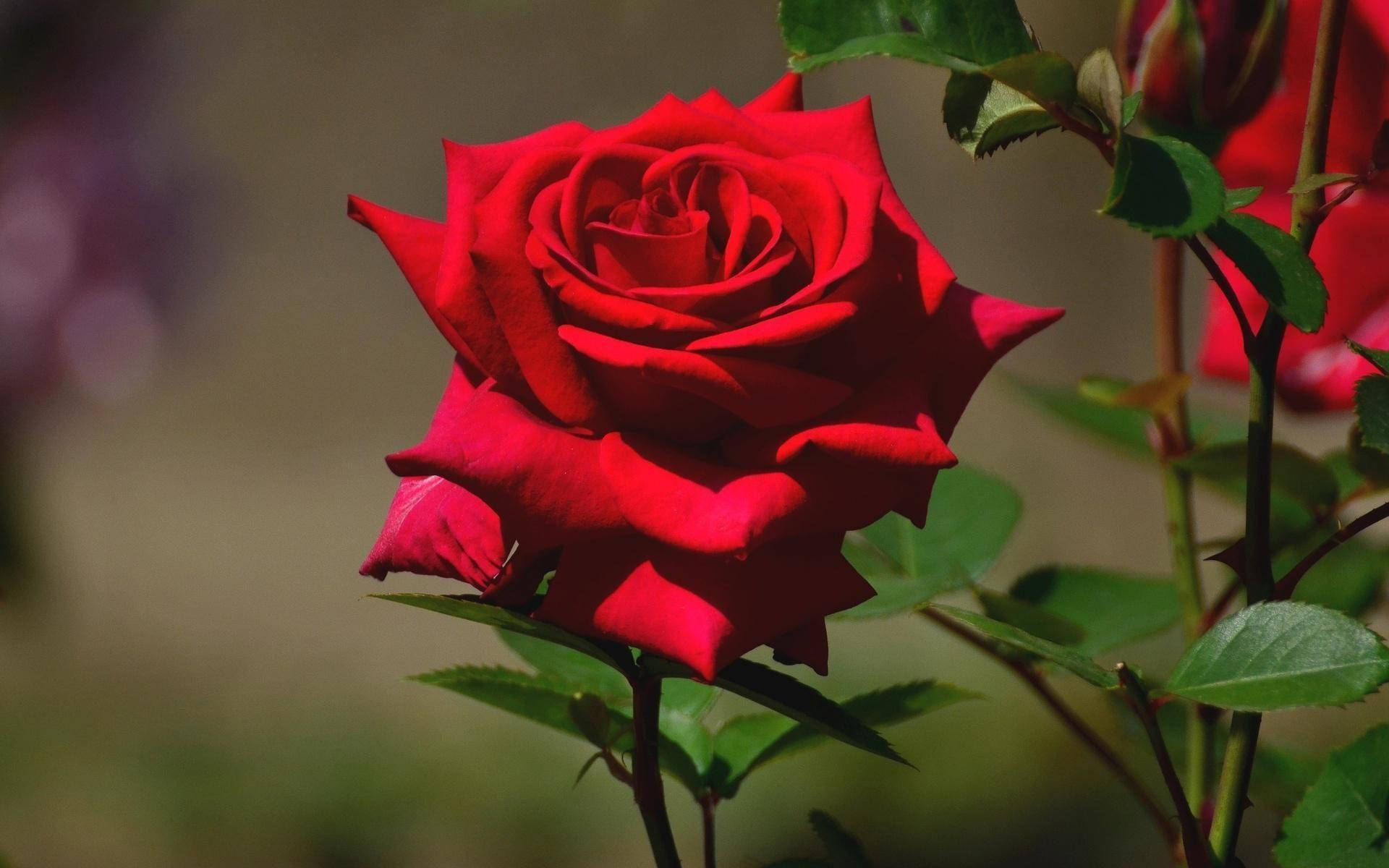 Beautiful Rose HD, thorny stem, vibrant red rose, Full HD Desktop Wallpaper