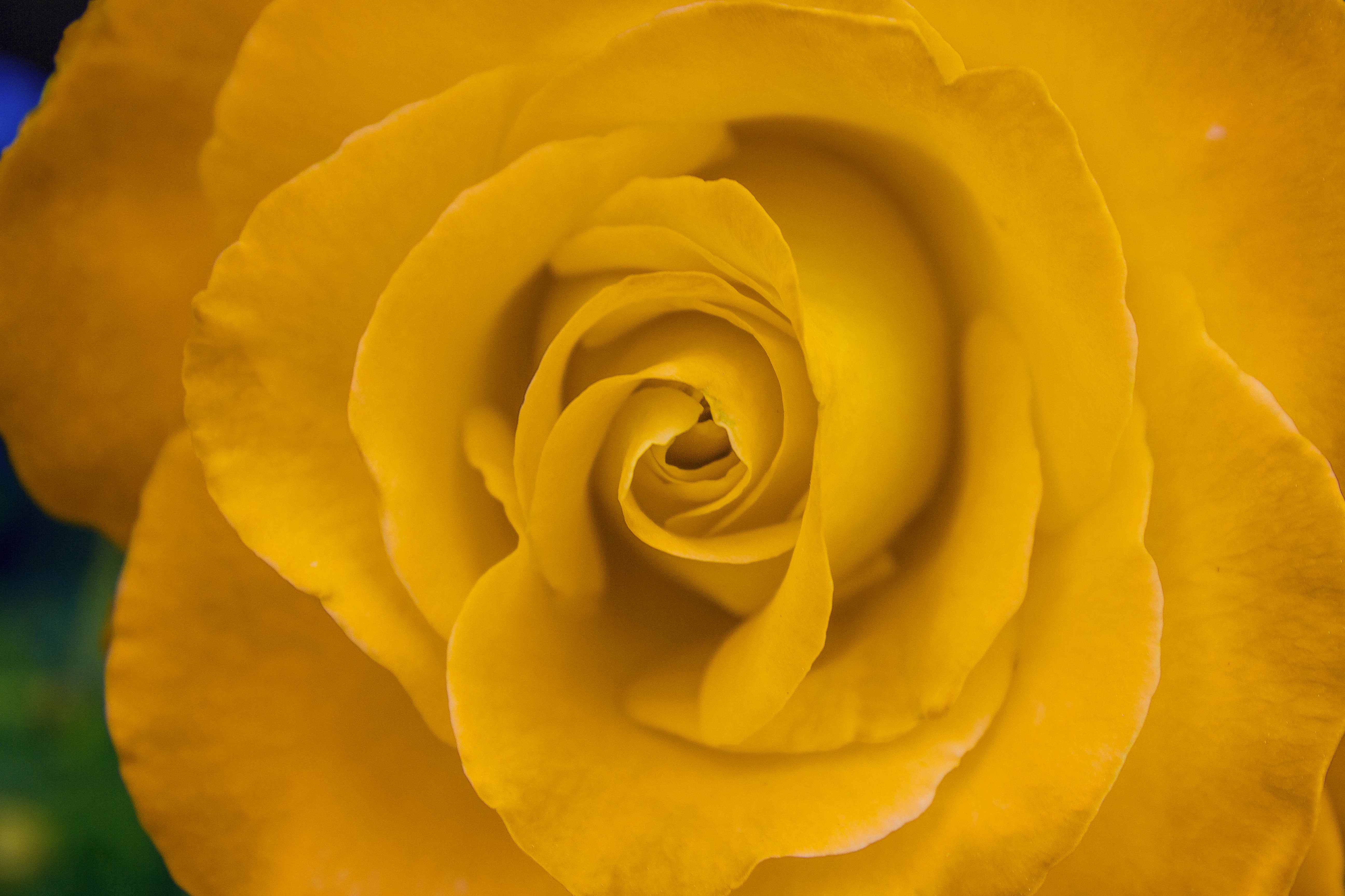 bright yellow, vibrant yellow rose, delicate petals, 5K Desktop Wallpaper