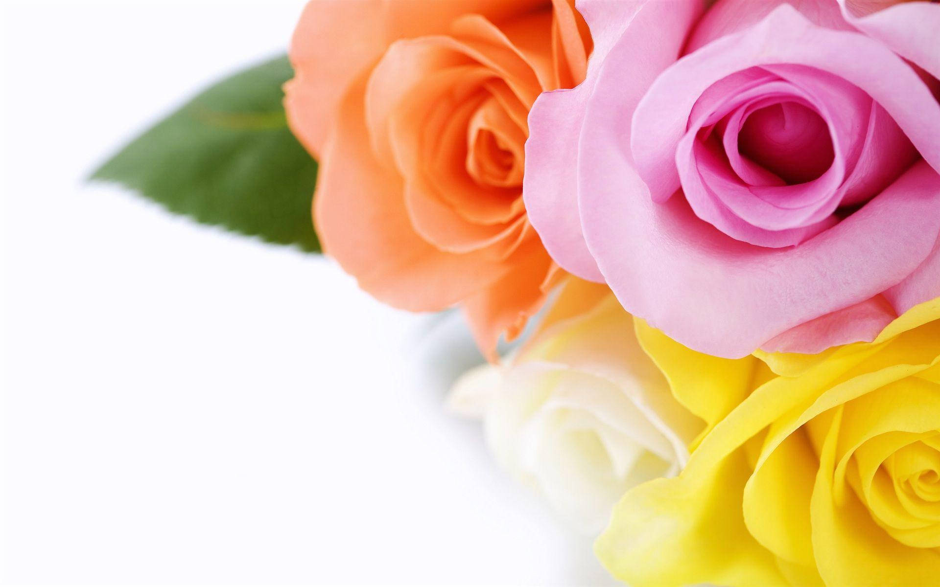 multicolored beautiful rose hd, pink, orange, Full HD Desktop Wallpaper