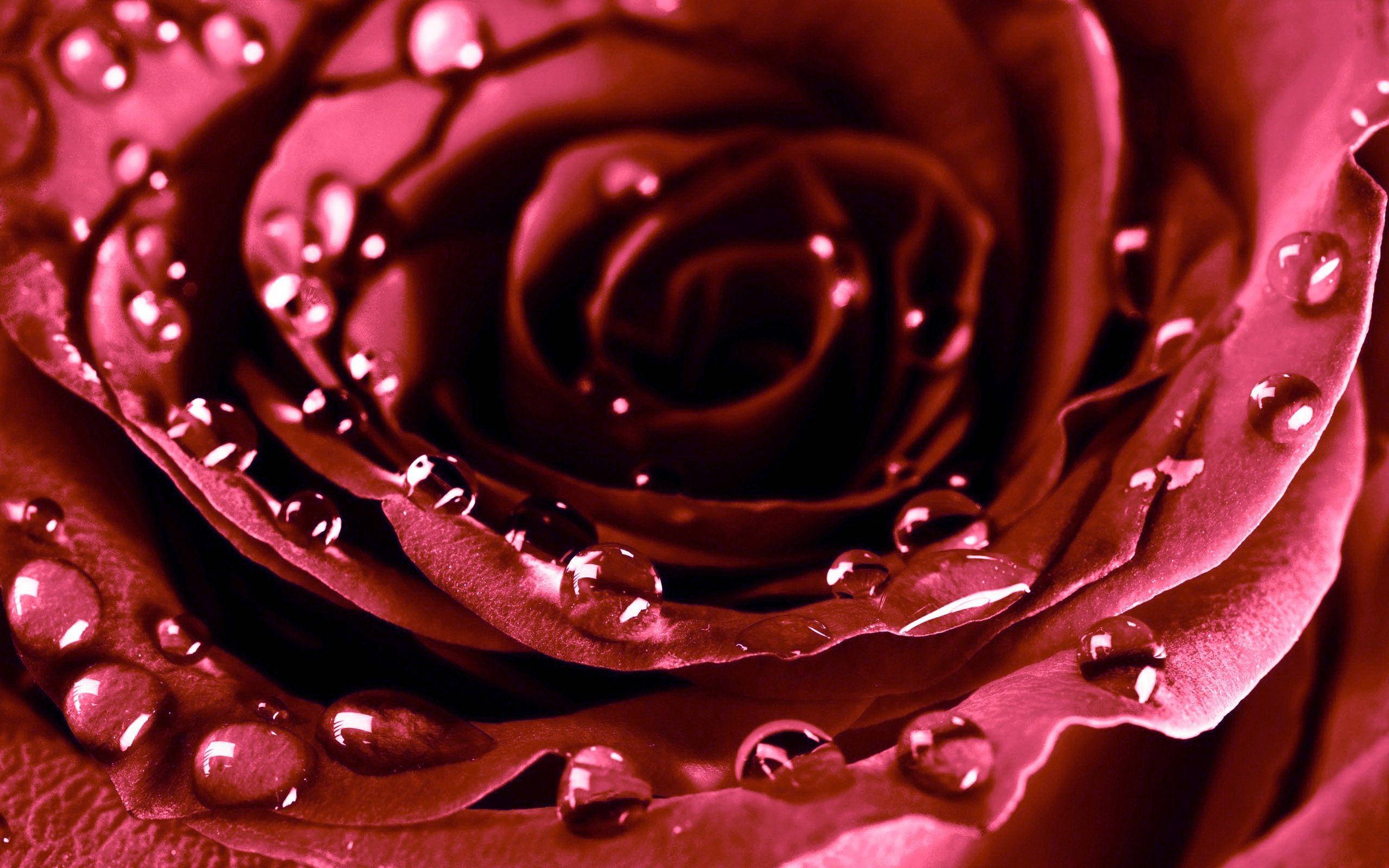 deep magenta rose, glistening water droplets, velvety petals, 2K Desktop Wallpaper
