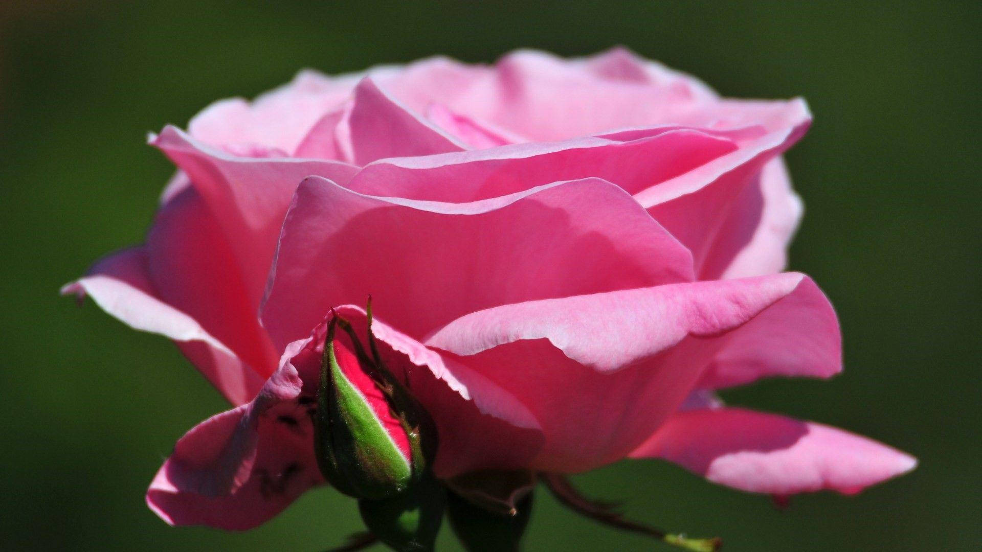 Beautiful Rose HD, vibrant pink rose, green bud, Full HD Desktop Wallpaper