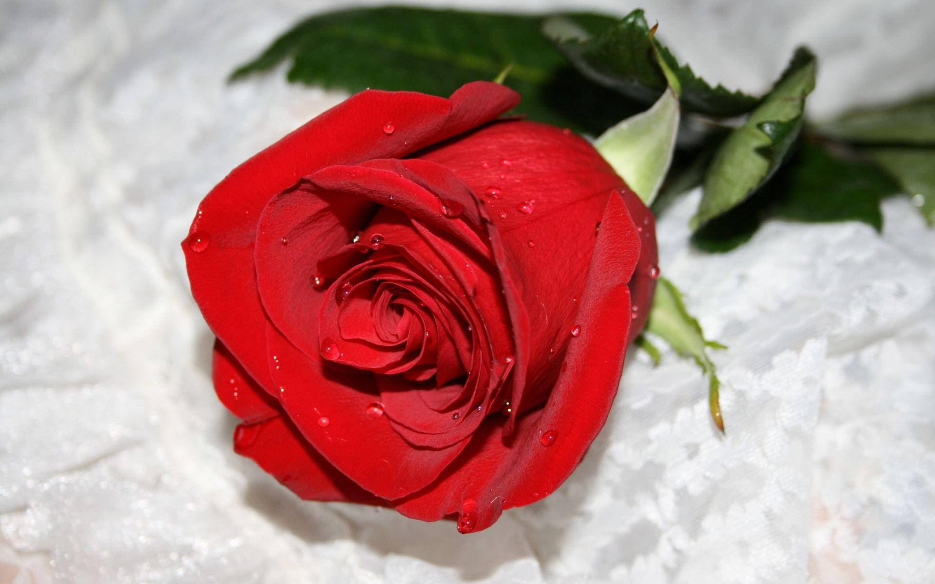 red beautiful rose hd, water drops, vibrant red rose, Full HD Desktop Wallpaper