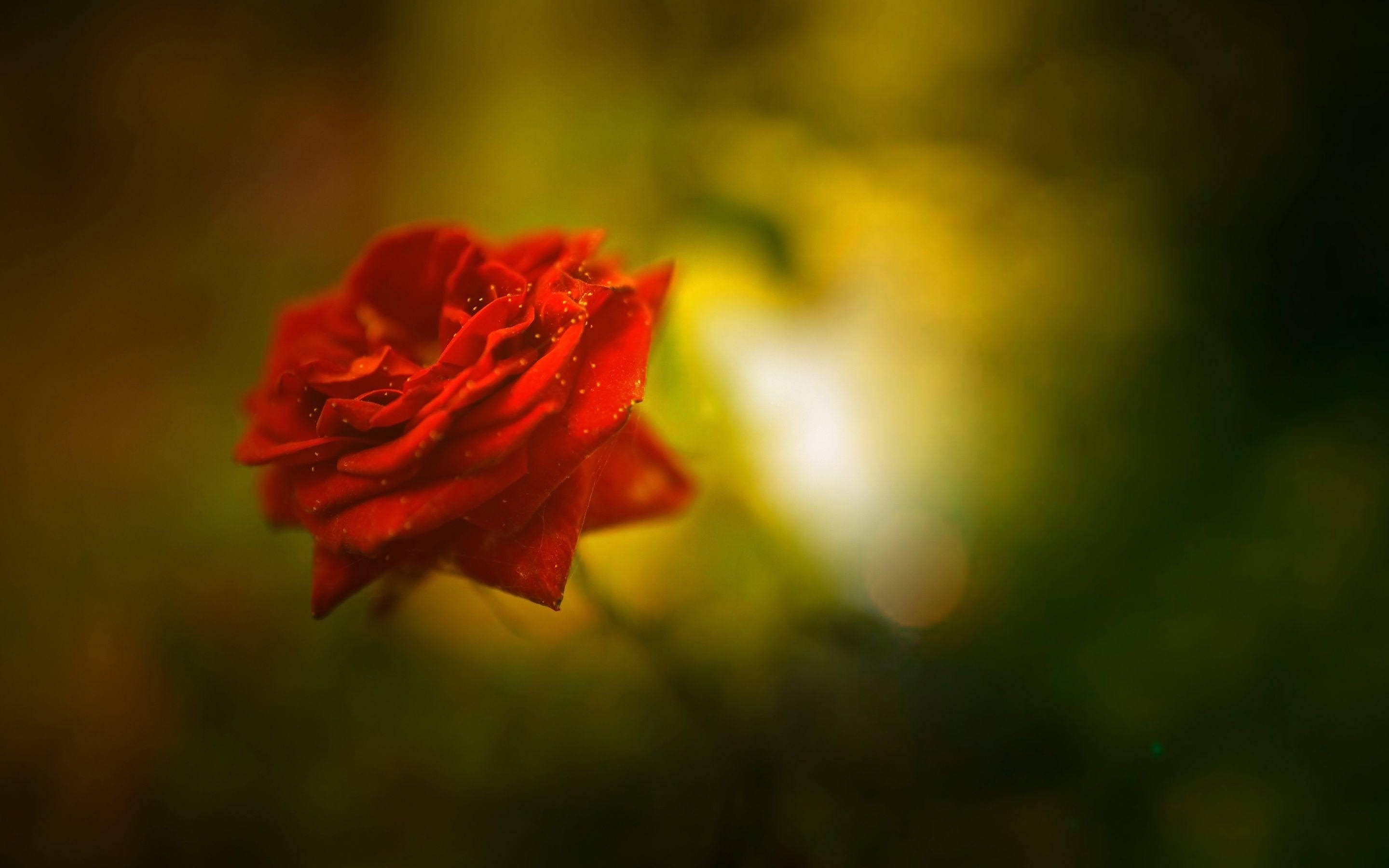 Beautiful Rose HD, red, dewdrops, 2K Desktop Wallpaper
