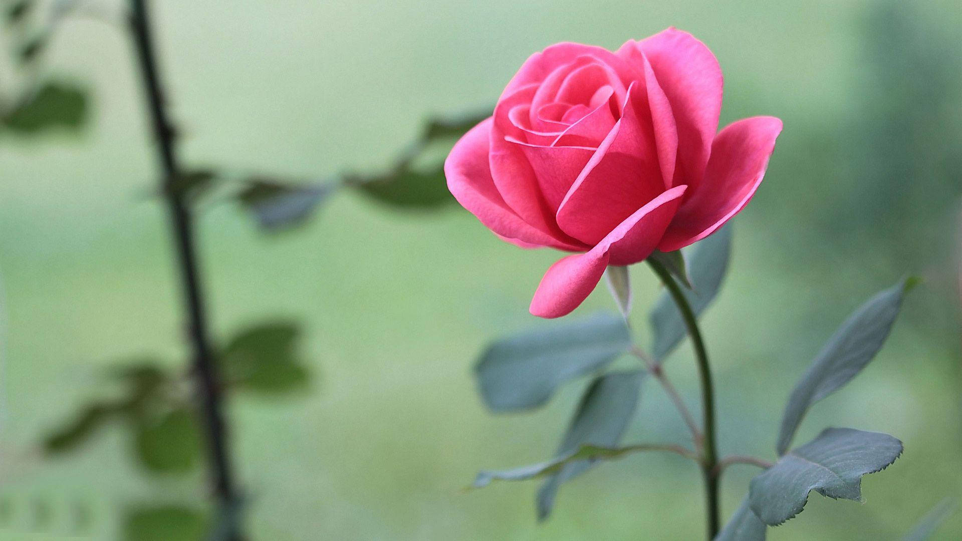bright pink, beautiful rose hd, vibrant pink rose, Full HD Desktop Wallpaper