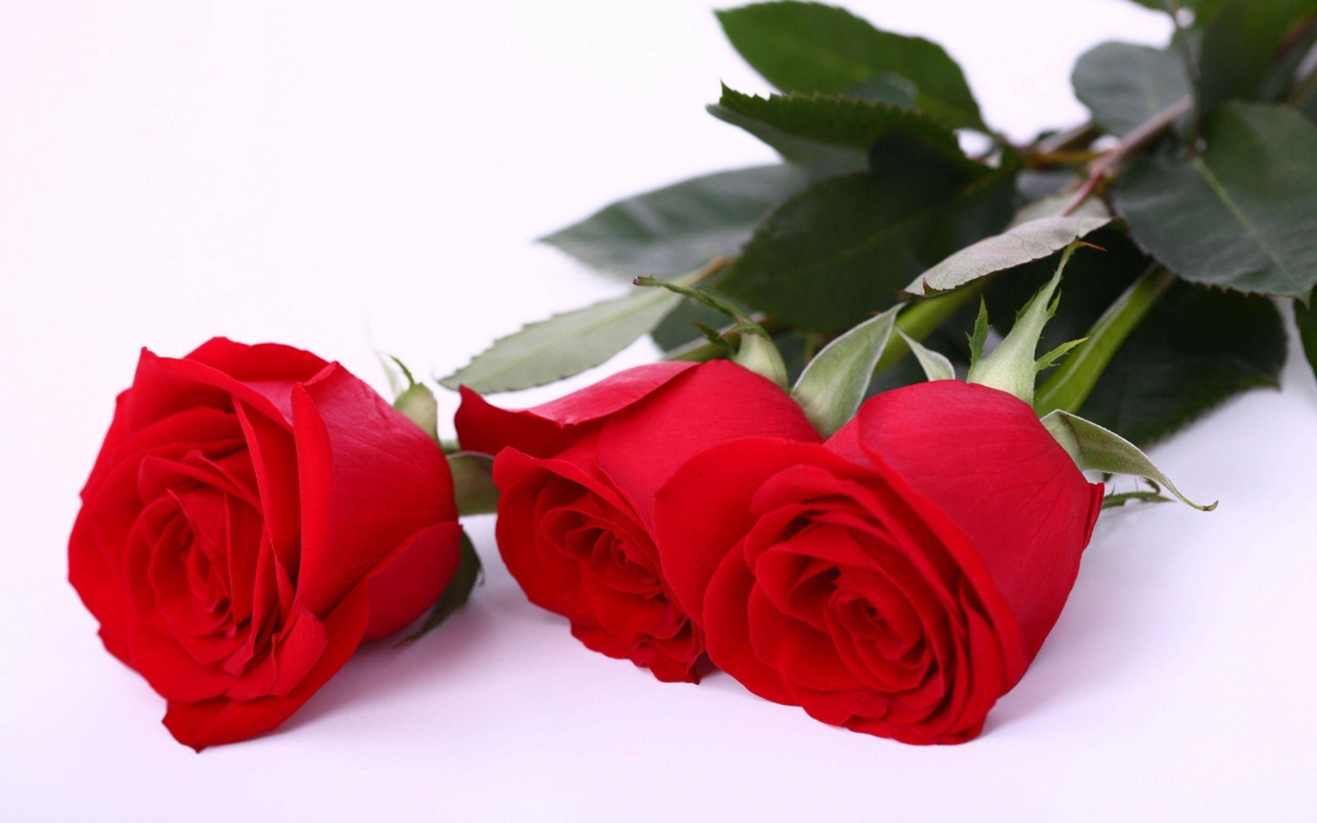 Three Thorny Beautiful Rose HD Stems, vibrant red roses, lush green leaves, 2K Desktop Wallpaper