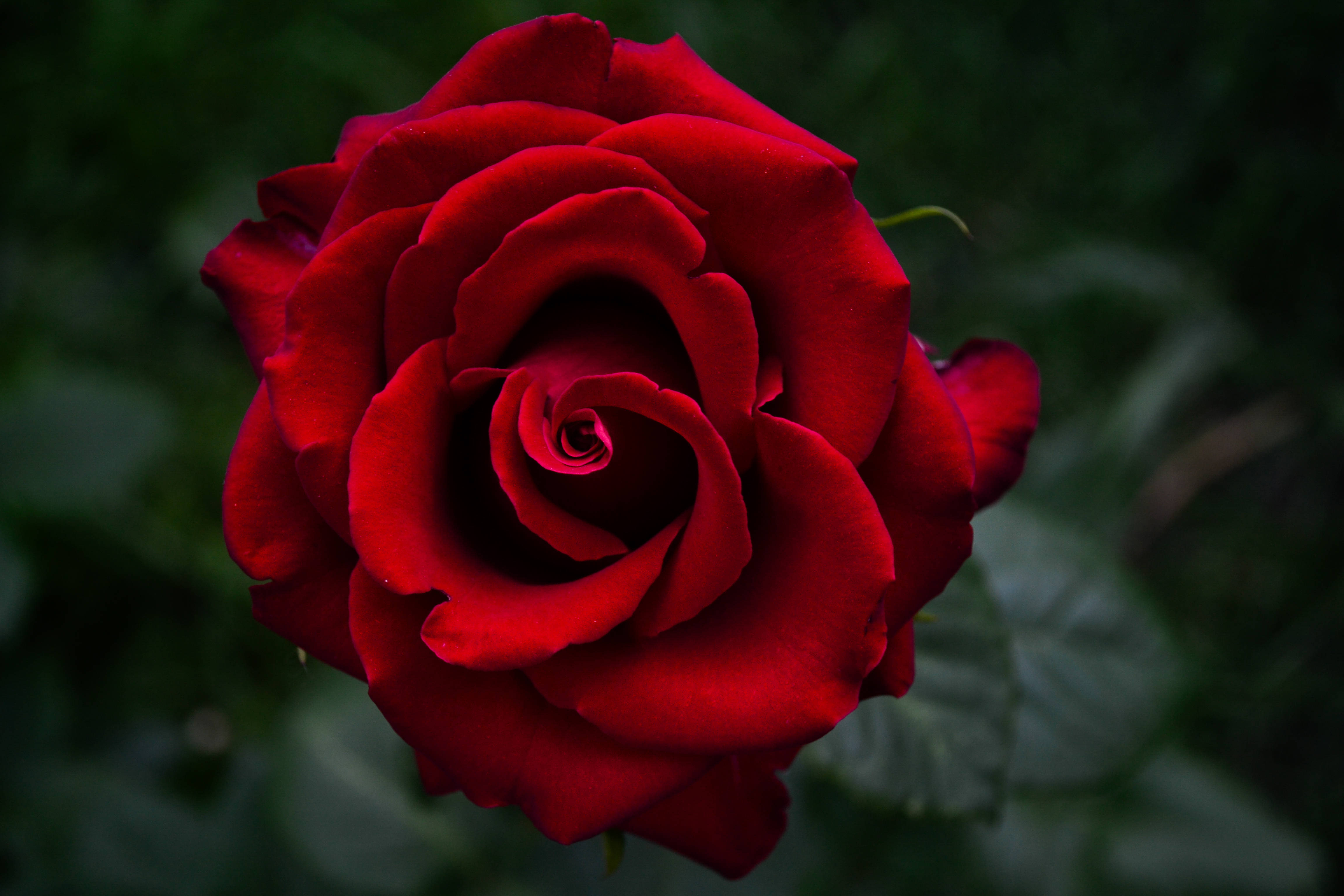 Beautiful Rose HD, deep red rose, velvety petals, 4K Desktop Wallpaper