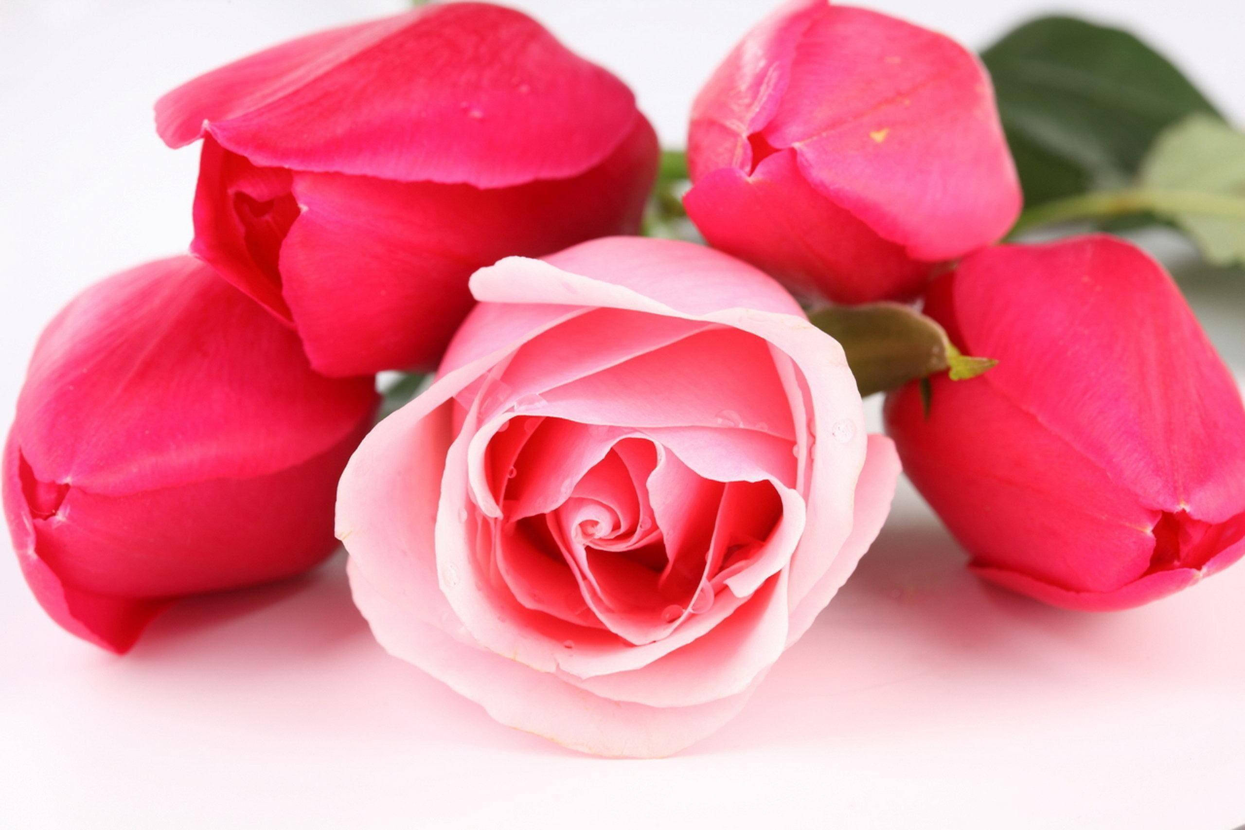 Beautiful Rose HD, pink flower buds, soft pink rose, 2K Desktop Wallpaper