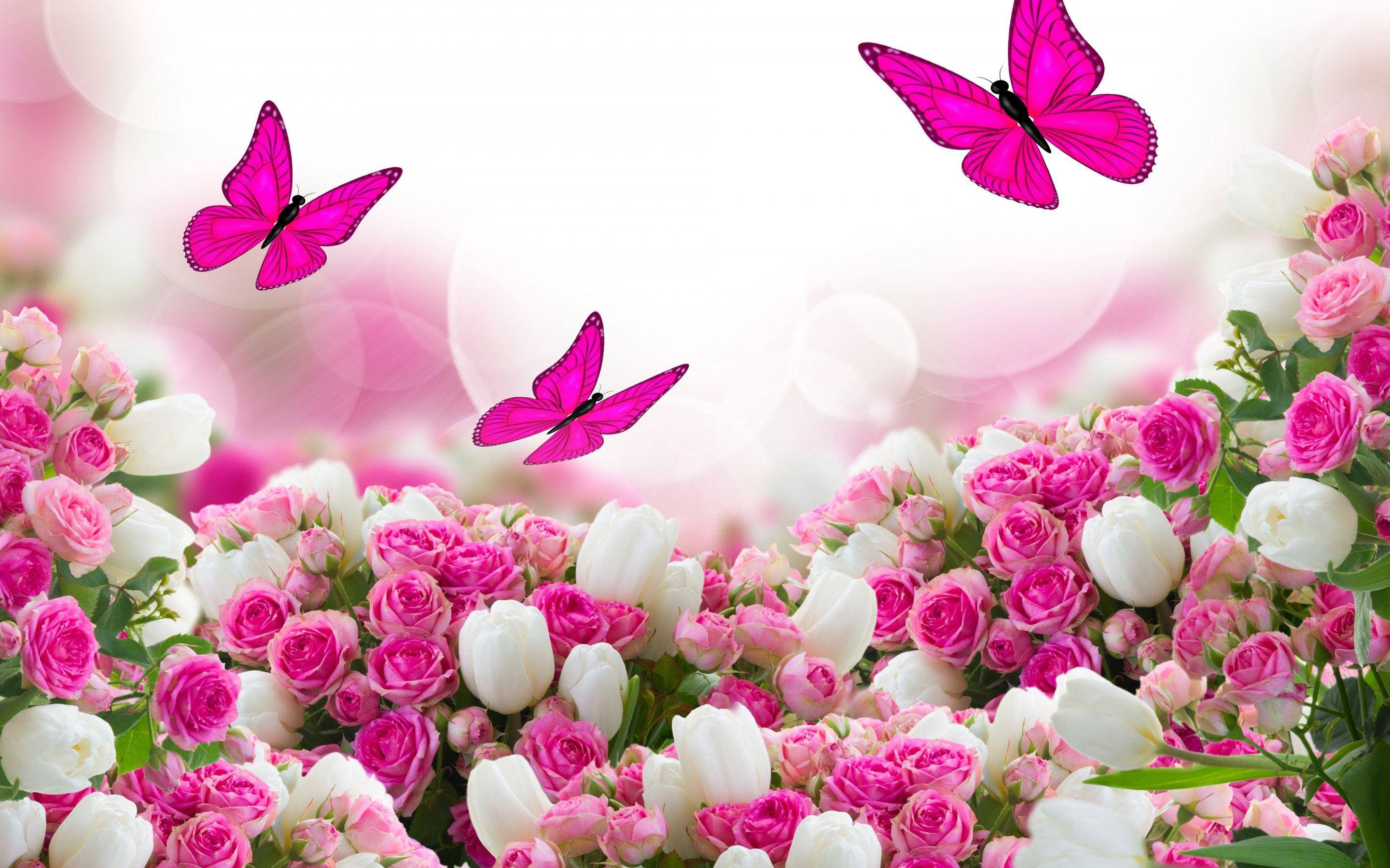 Beautiful Rose HD, pink butterflies, pink and white roses, 2K Desktop Wallpaper