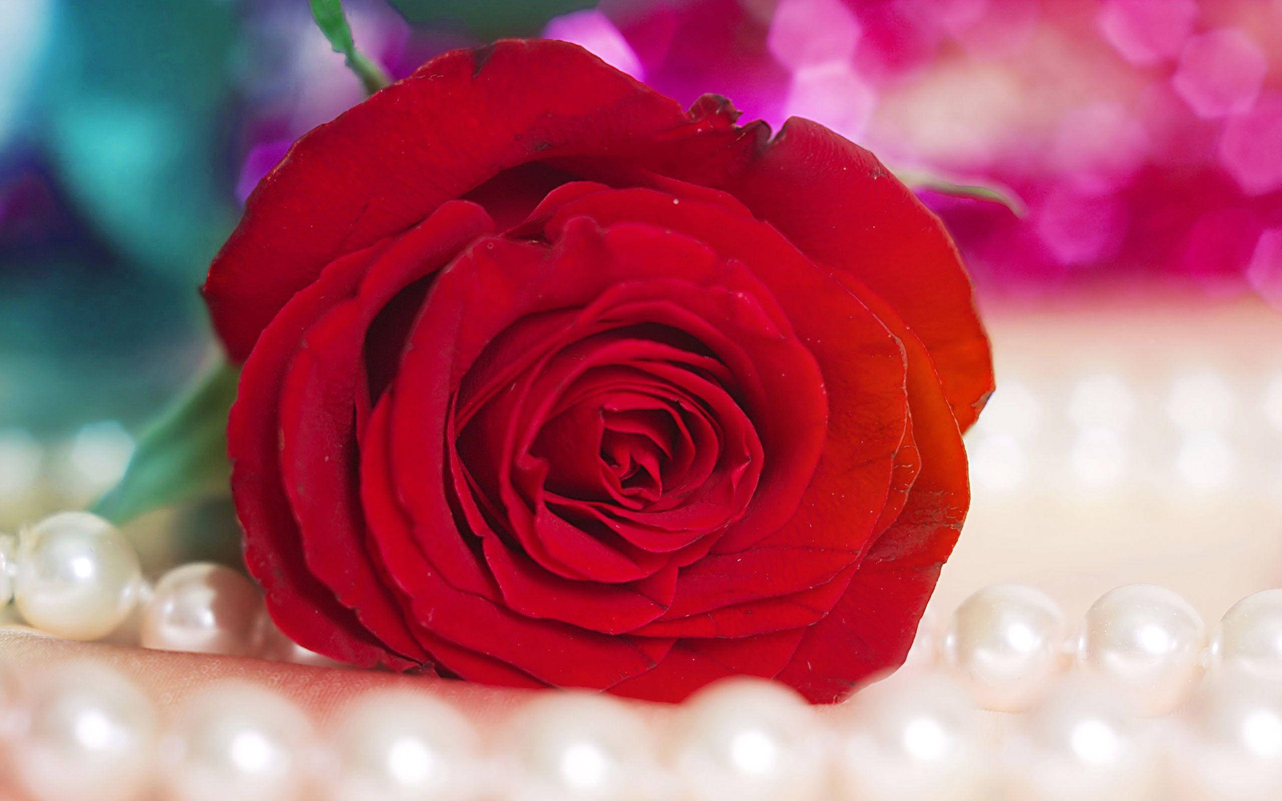 Red Beautiful Rose HD, pearls, vivid red rose, 2K Desktop Wallpaper