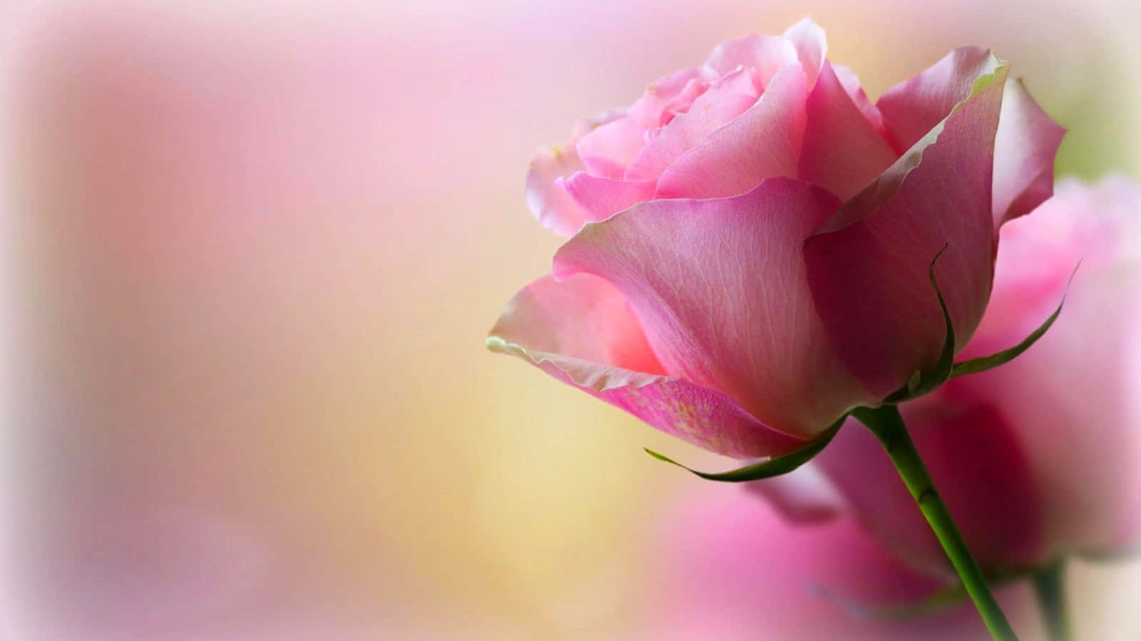 pink rose, rosebud, delicate petals, HD Desktop Wallpaper