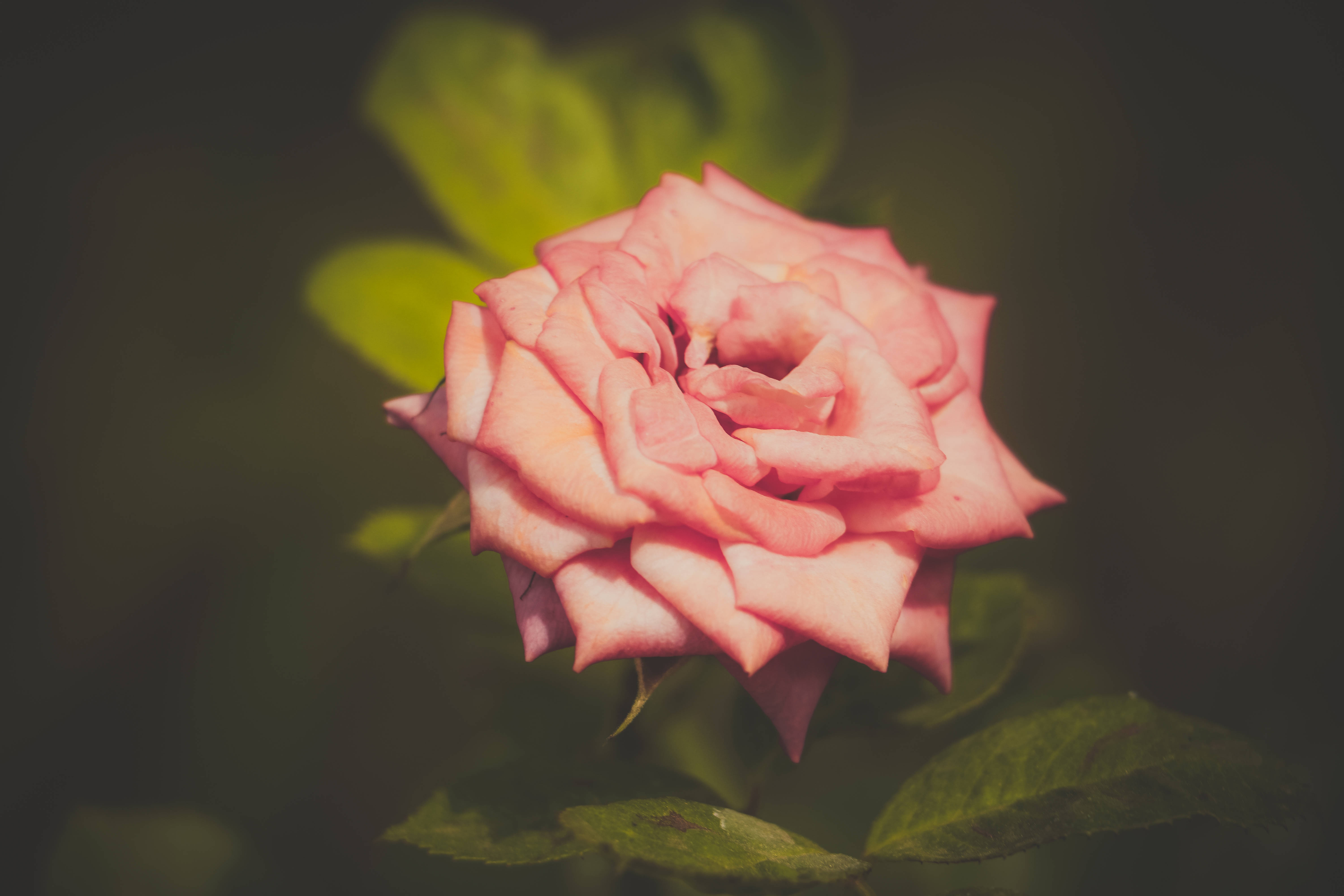 Beautiful Rose HD, vintage filter, soft pink rose, 5K Desktop Wallpaper