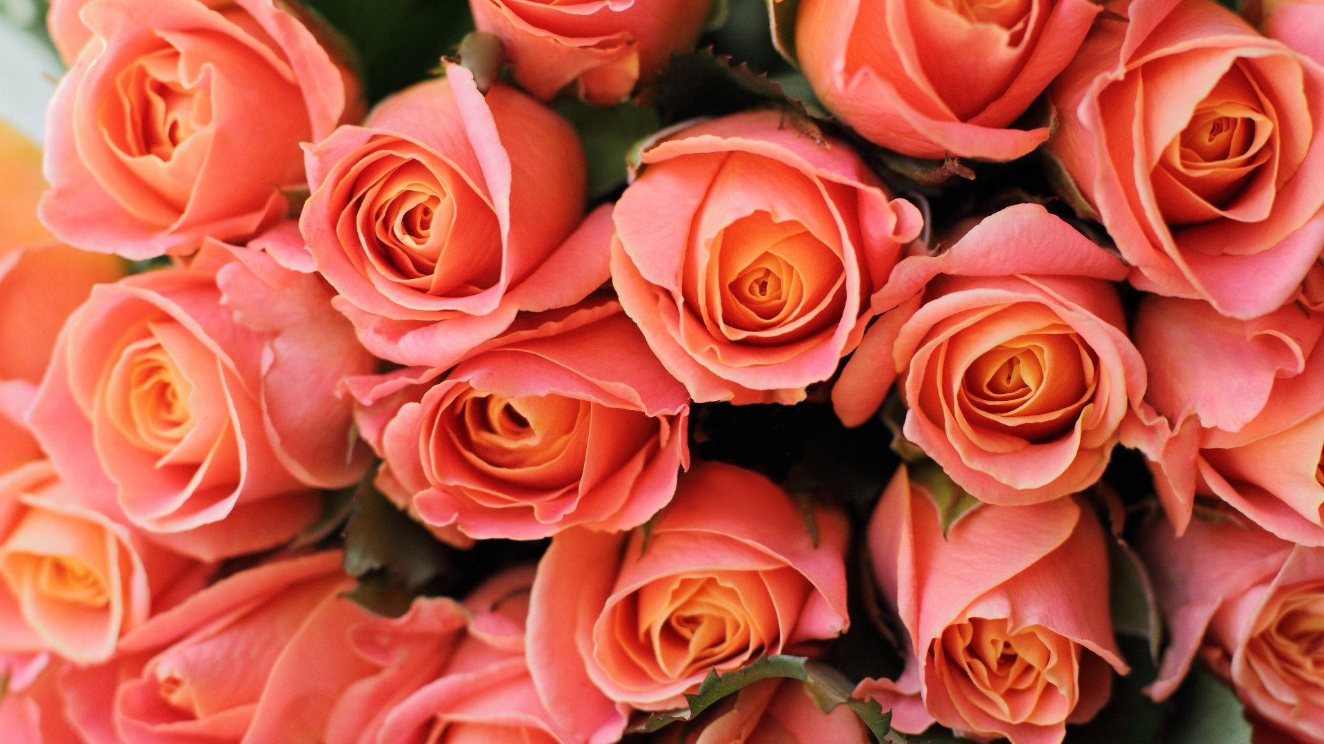 coral pink roses, golden centers, deep green leaves, Full HD Desktop Wallpaper