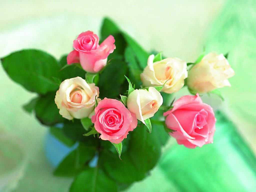 red roses, bright blue sky, pink and cream roses, SD Desktop Wallpaper