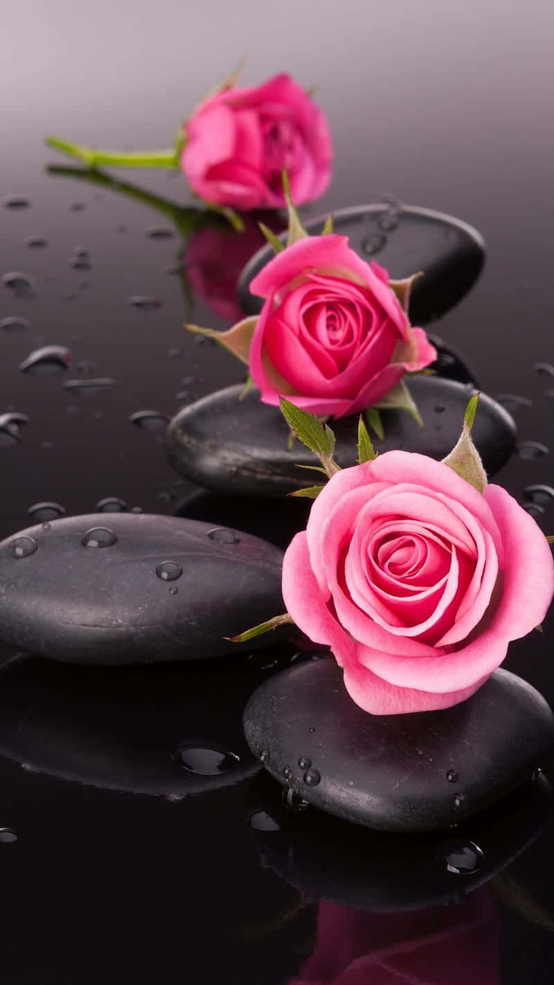 beautiful roses, vibrant pink roses, smooth black stones, HD Phone Wallpaper