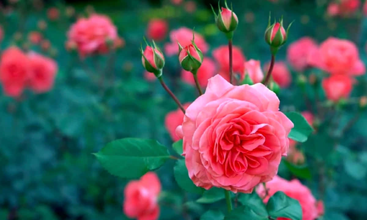 pink roses, garden, lush green foliage, SD Desktop Wallpaper