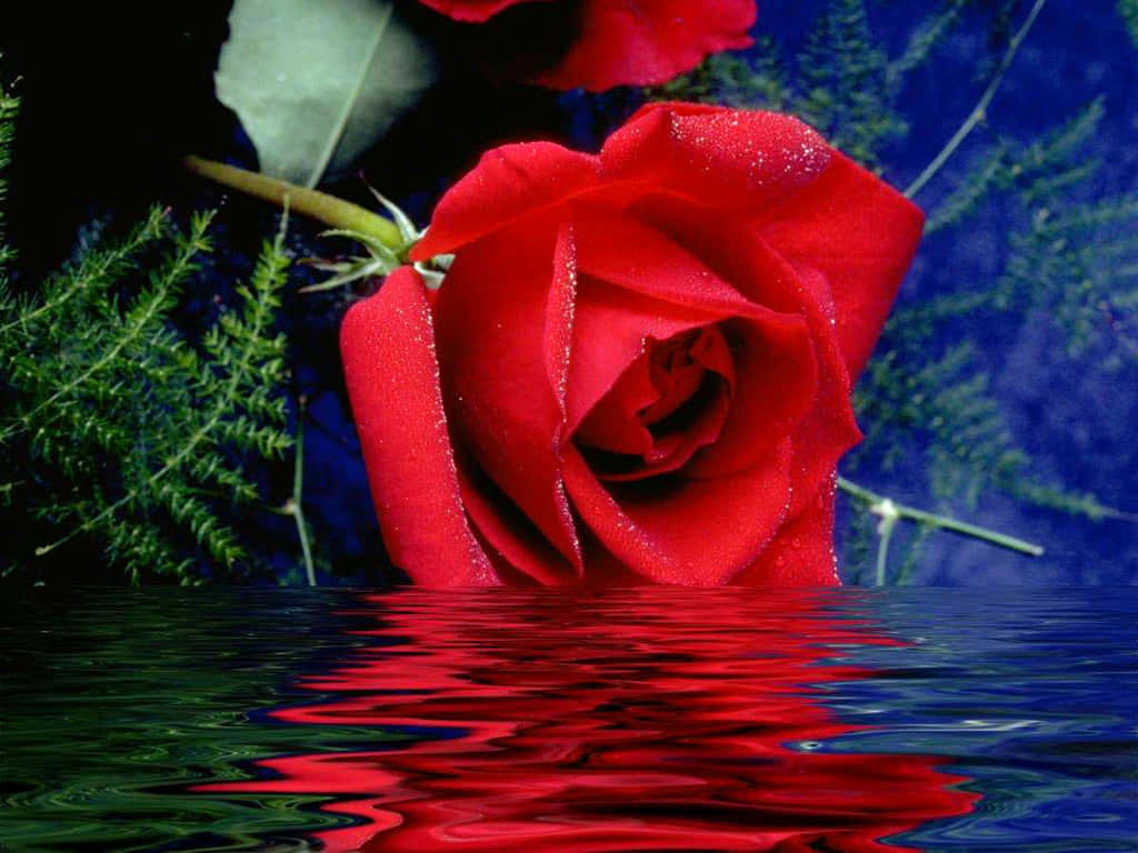 vivid red rose, dewdrops, water's edge, SD Desktop Wallpaper