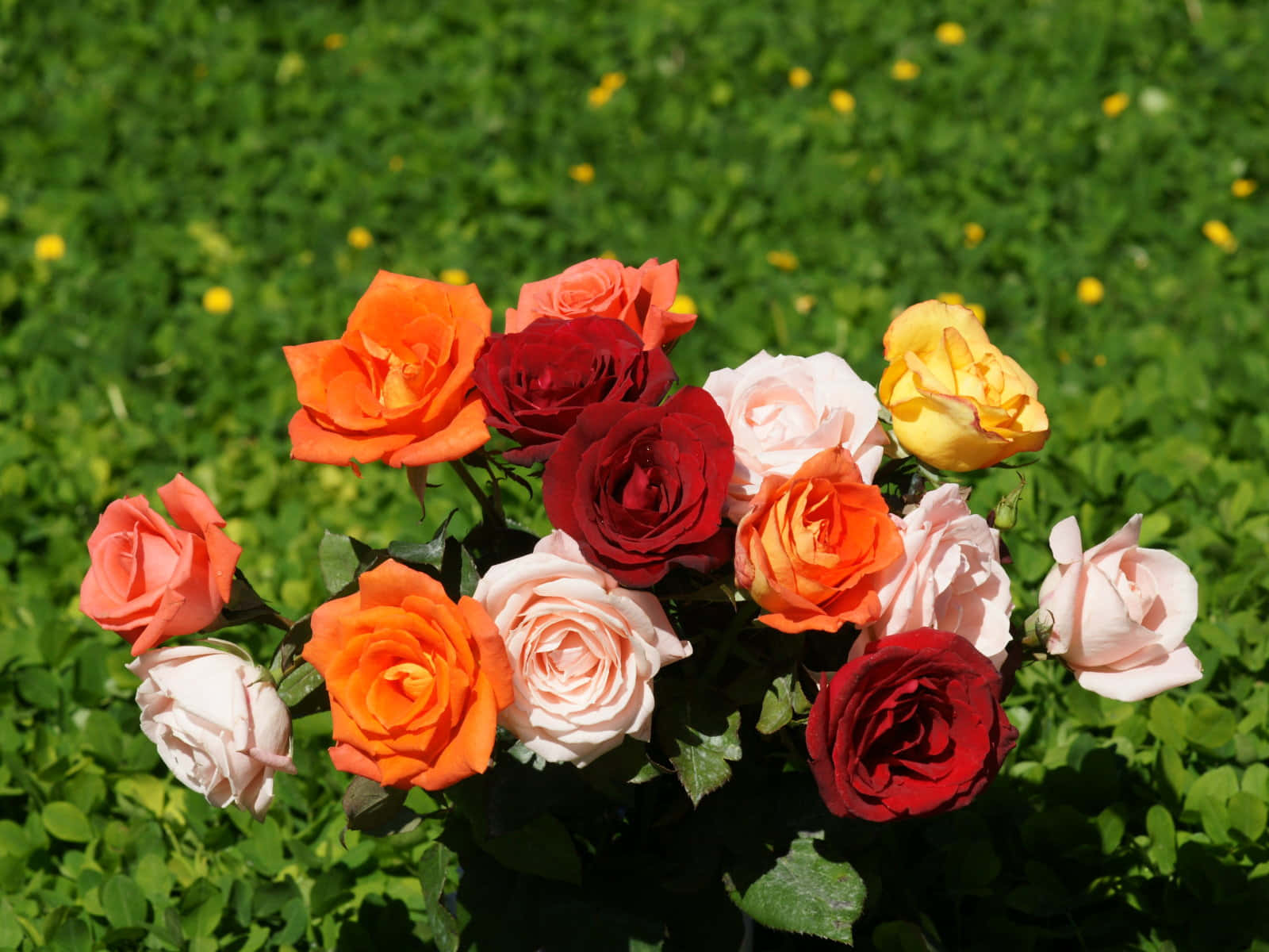 beautiful roses, vibrant red roses, multicolored roses, HD Desktop Wallpaper