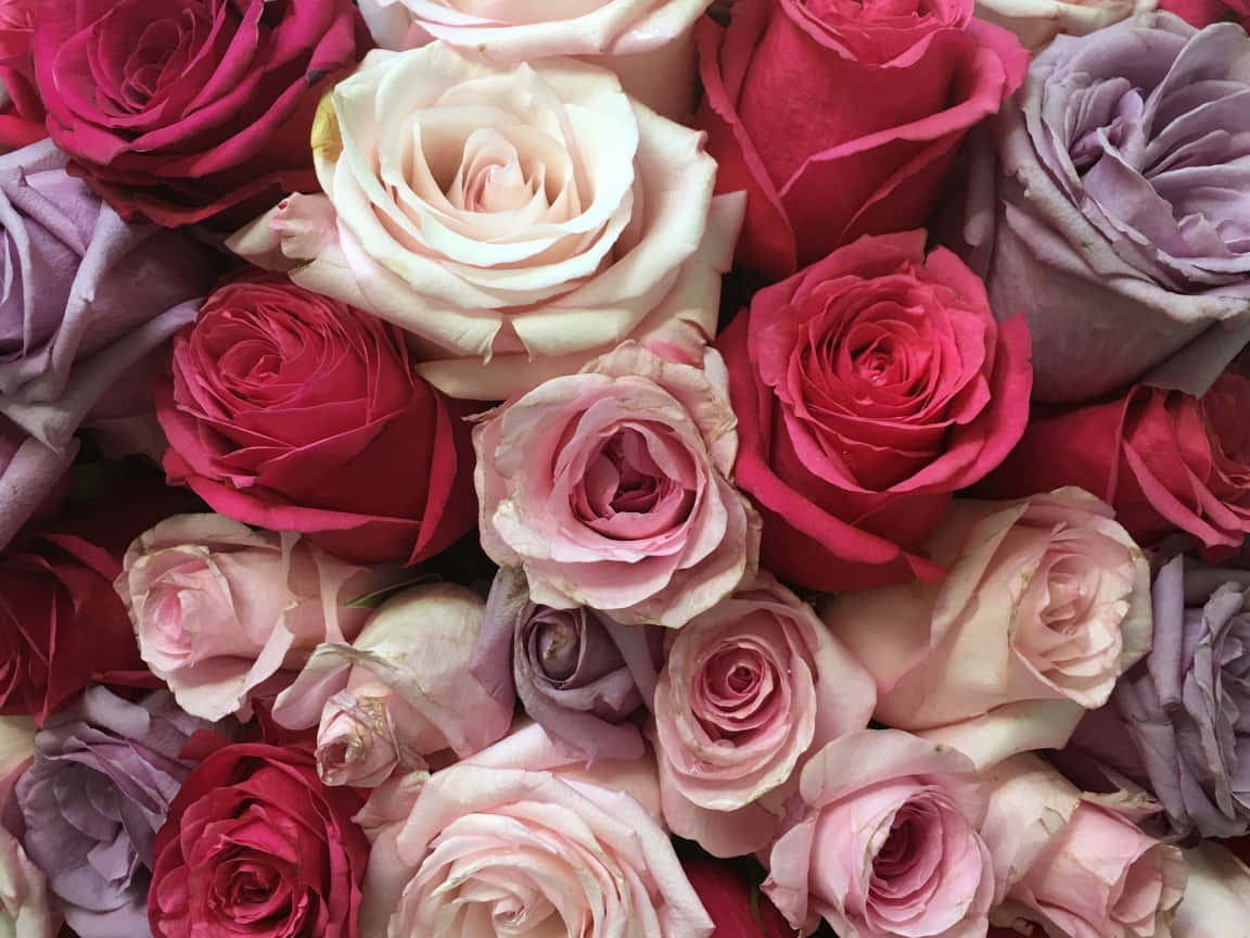 red and white roses, vibrant roses, shades of pink red, SD Desktop Wallpaper