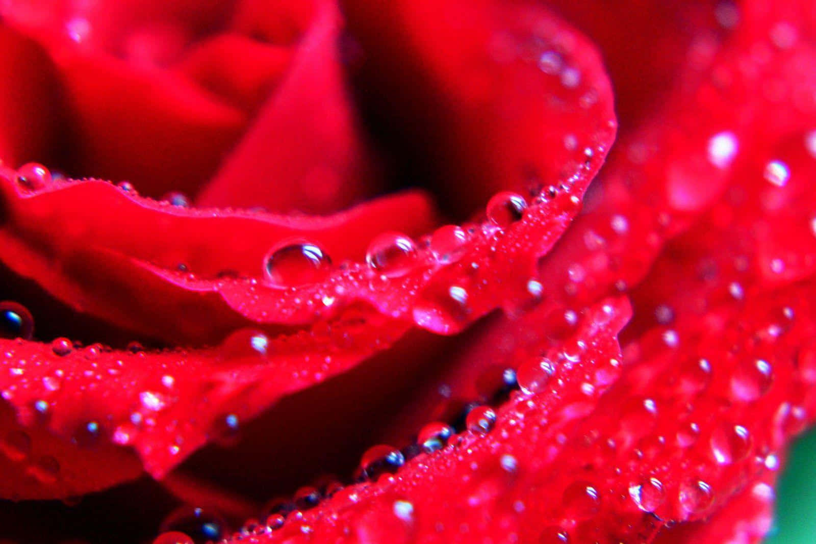 vibrant red rose petals, dewdrops, close-up macro shot, HD Desktop Wallpaper