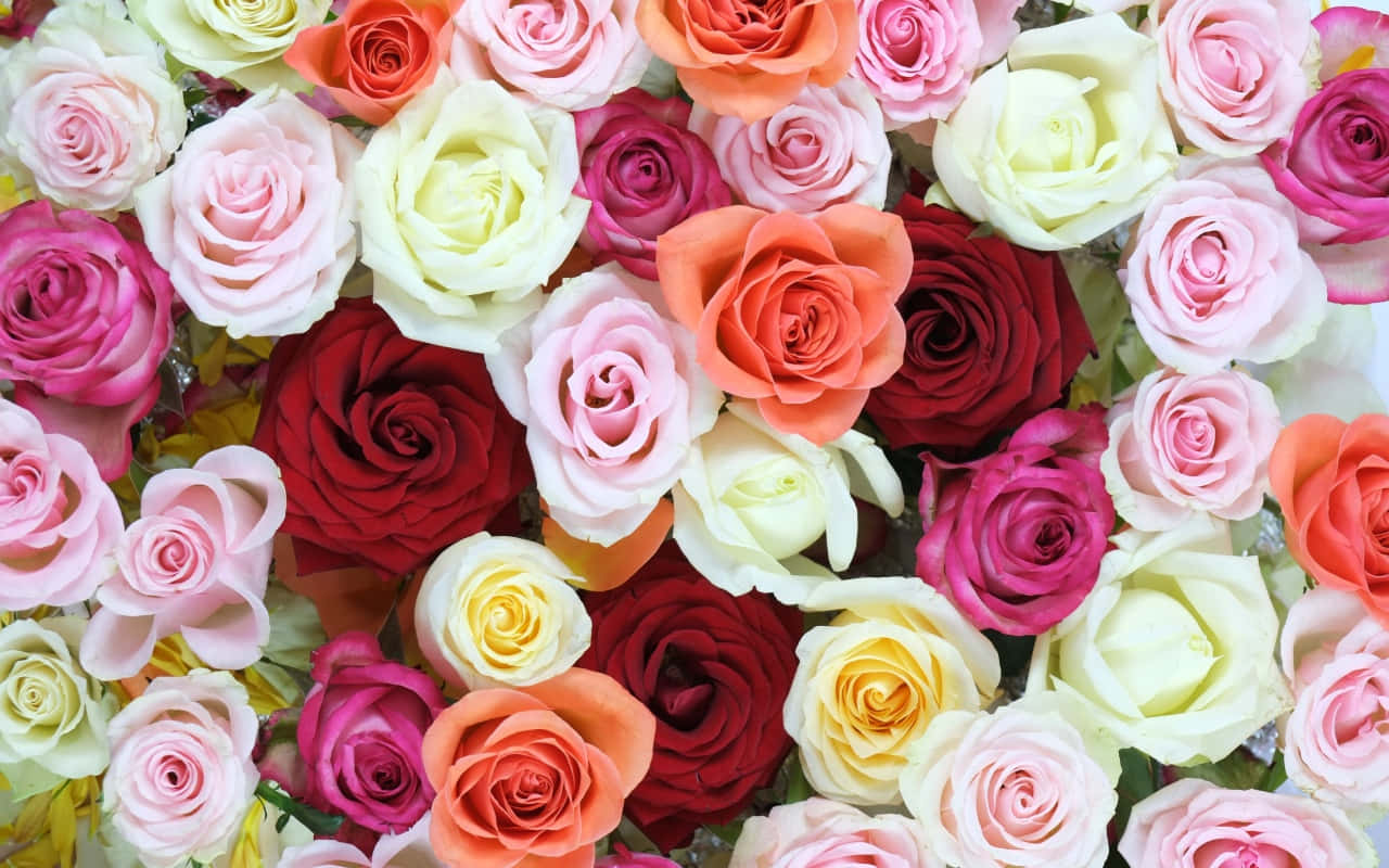 red and white roses, pink, red, HD Desktop Wallpaper