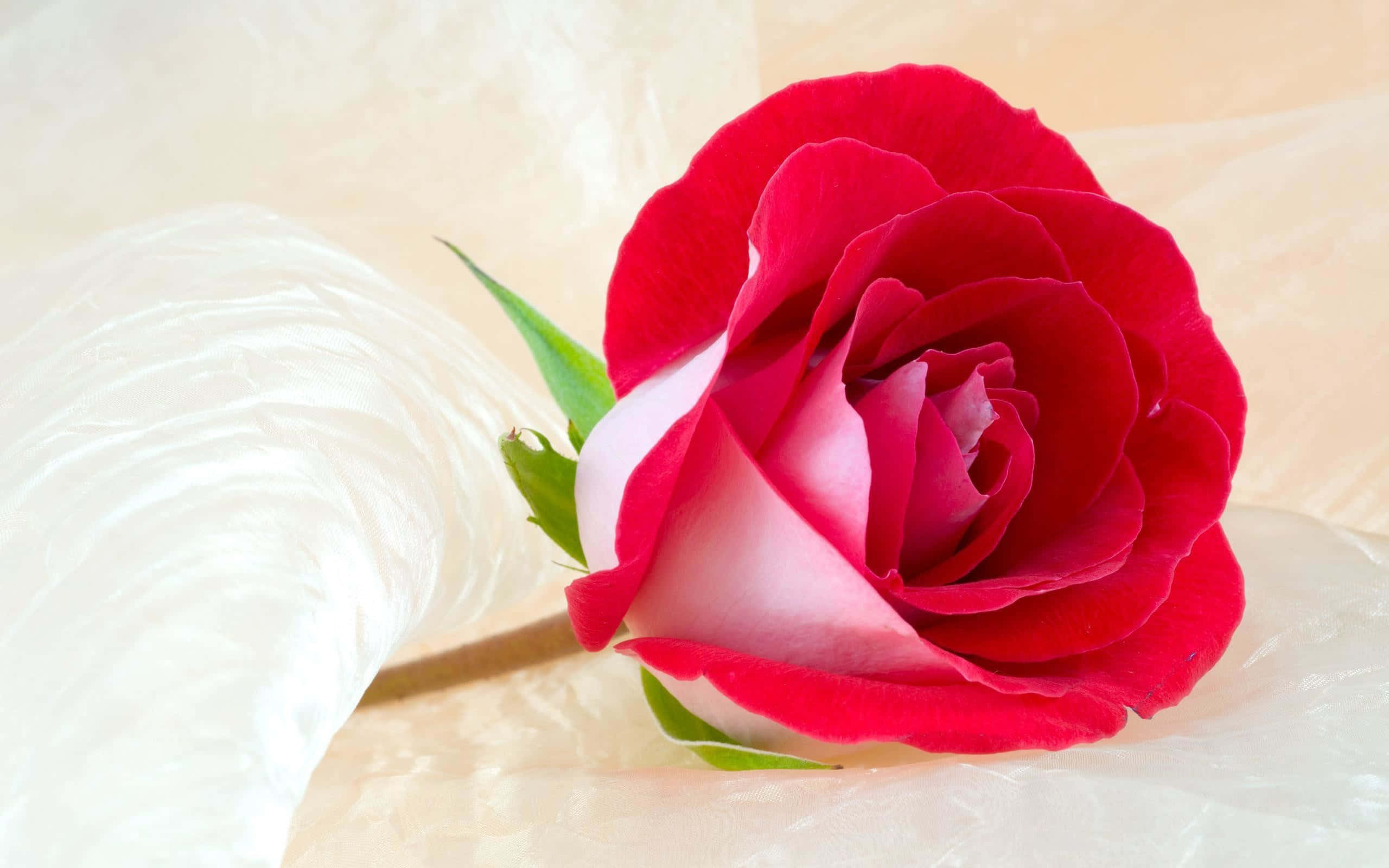 vibrant red rose, white base, textured white fabric, 2K Desktop Wallpaper