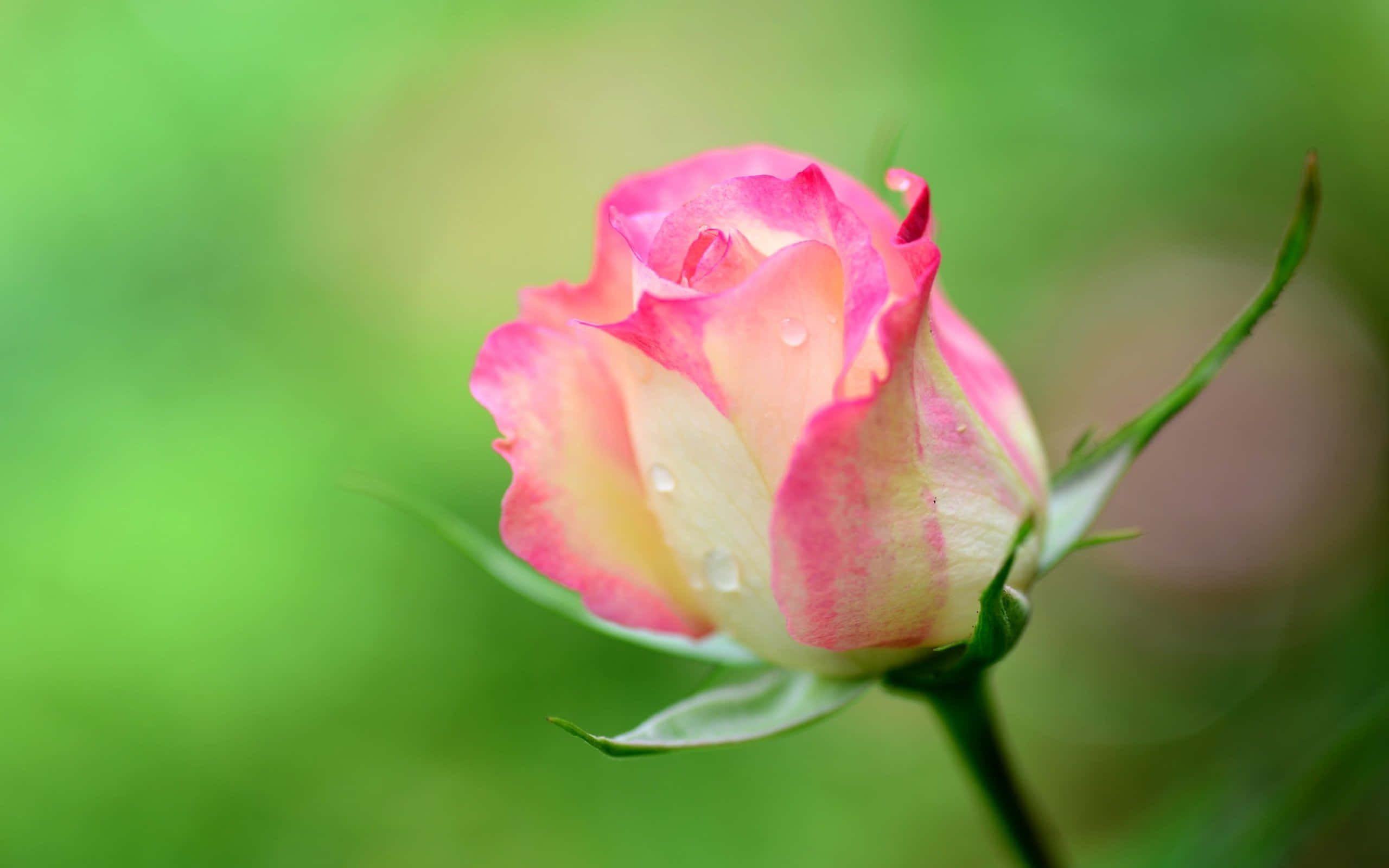 beautiful roses, pink and cream rosebud, dewdrops, 2K Desktop Wallpaper