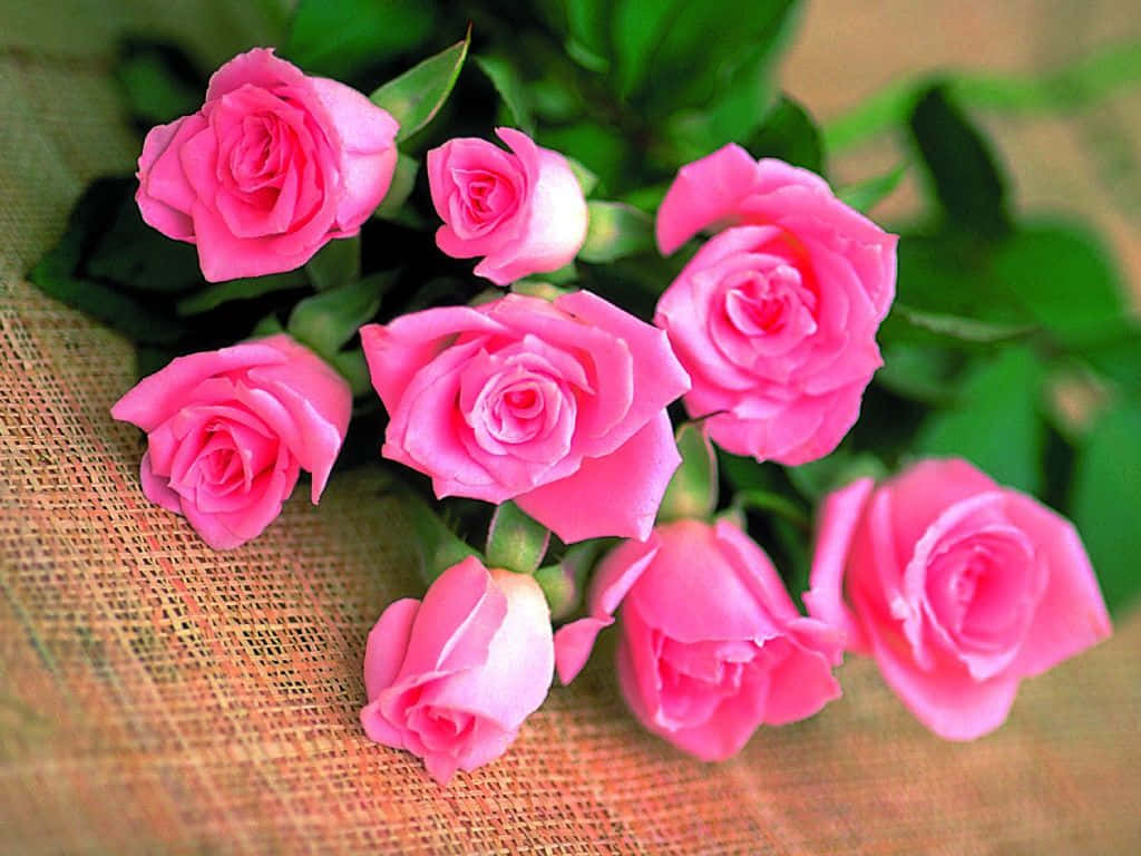 beautiful roses, pink roses, lush green leaves, SD Desktop Wallpaper